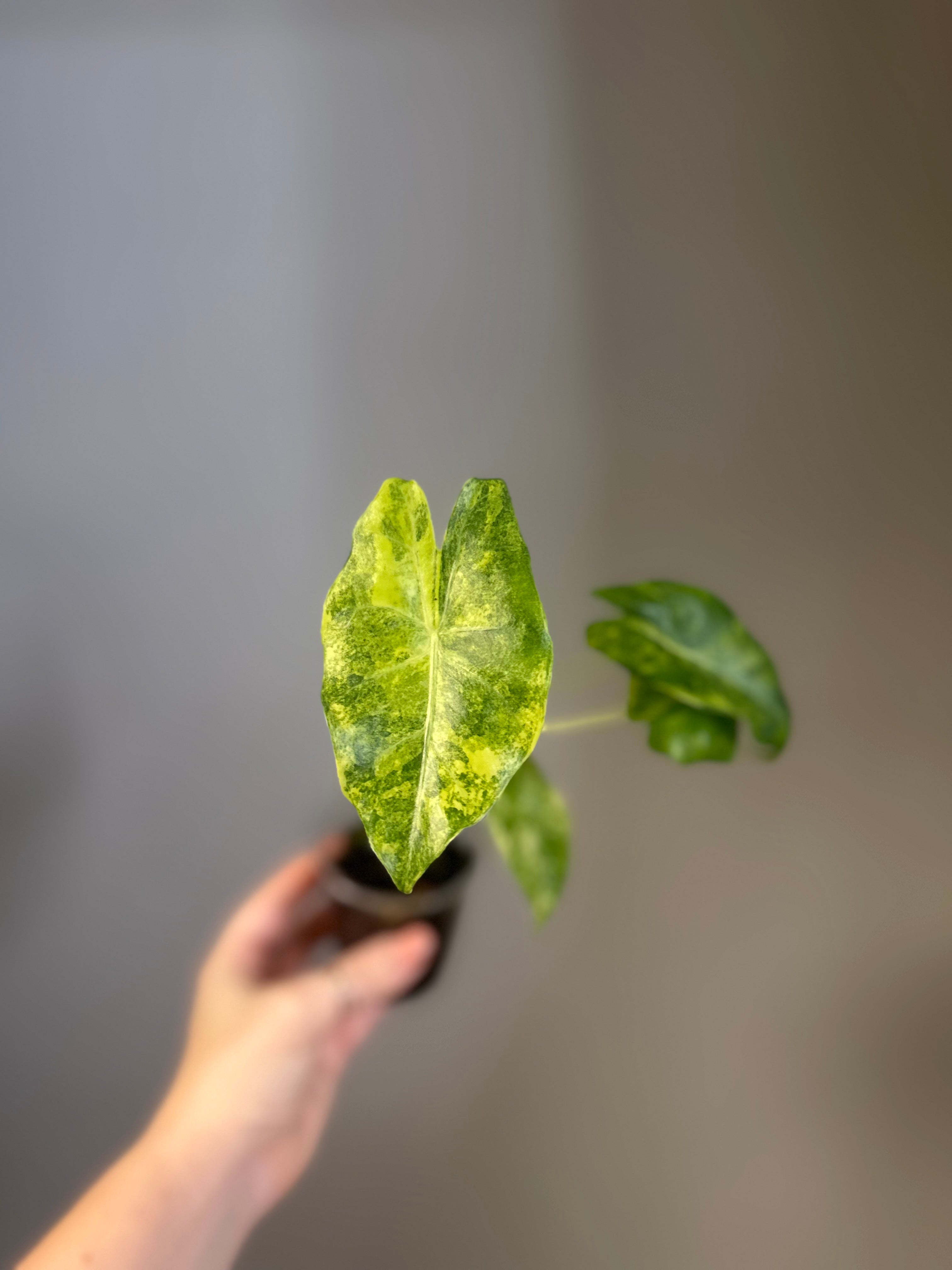 オルチャニスト Alocasia – Sunflower Plant Shop