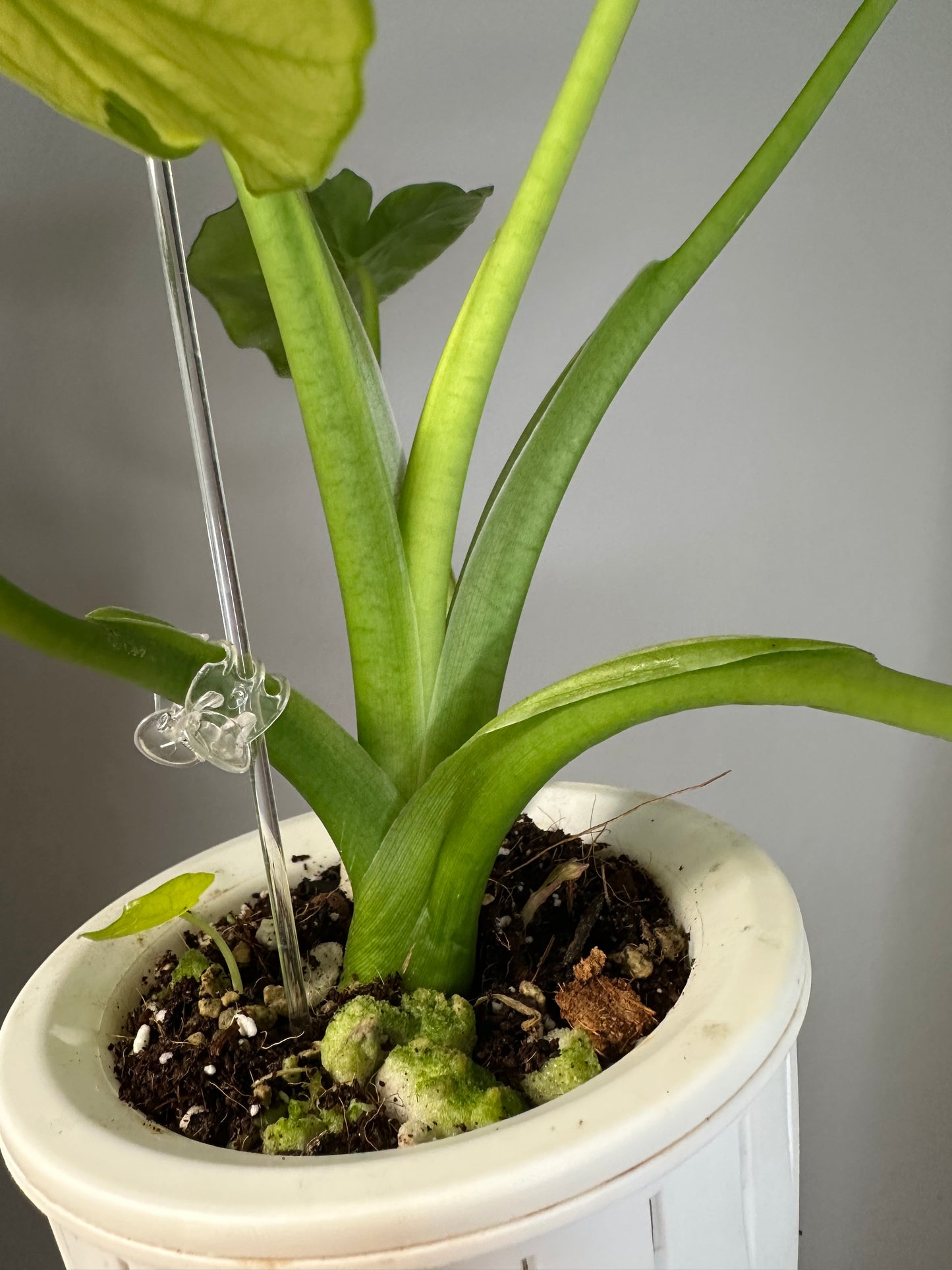 Alocasia odora yellow mint variegated / with a baby / corming