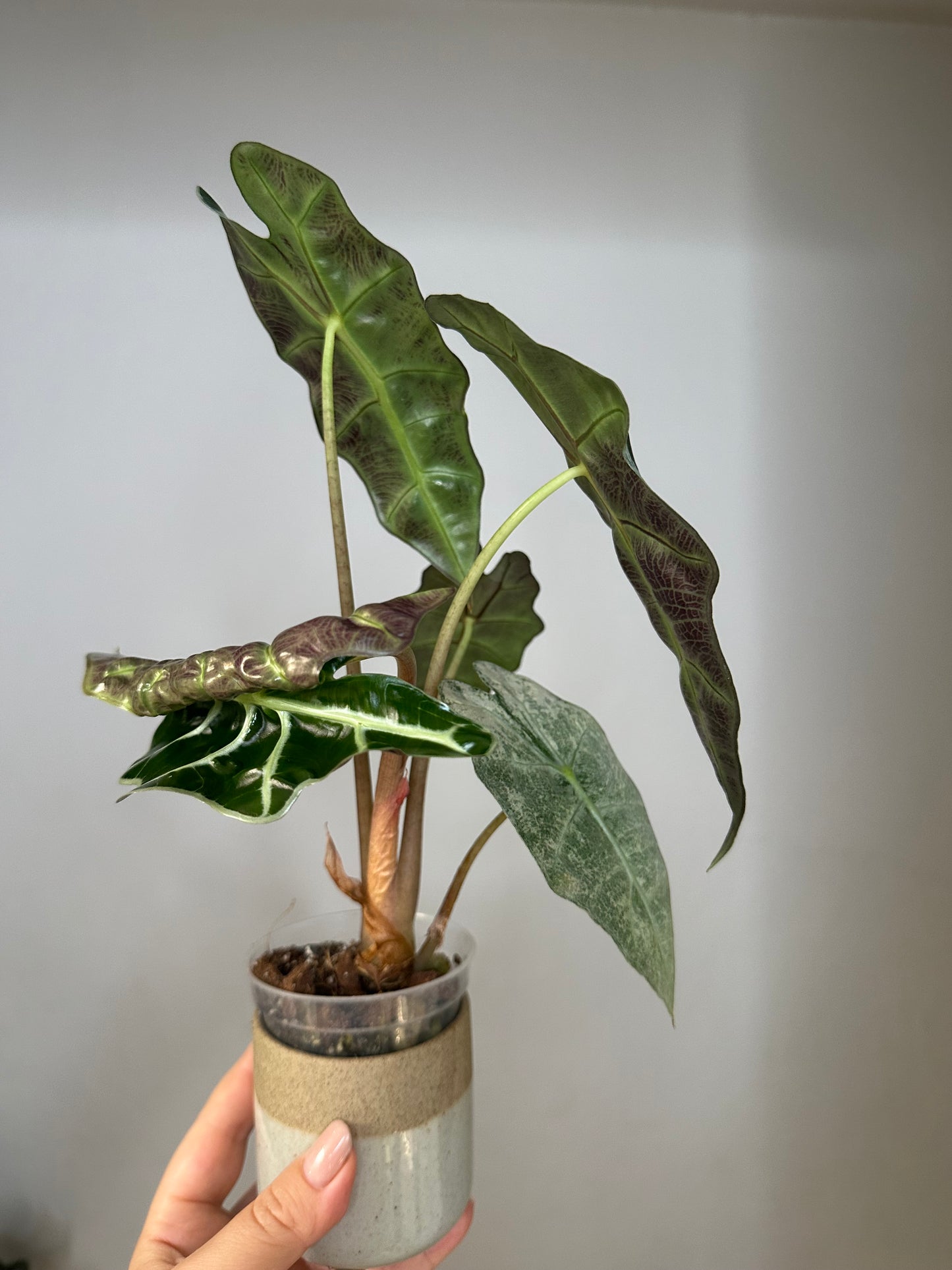 Alocasia amazonica pink mint variegated