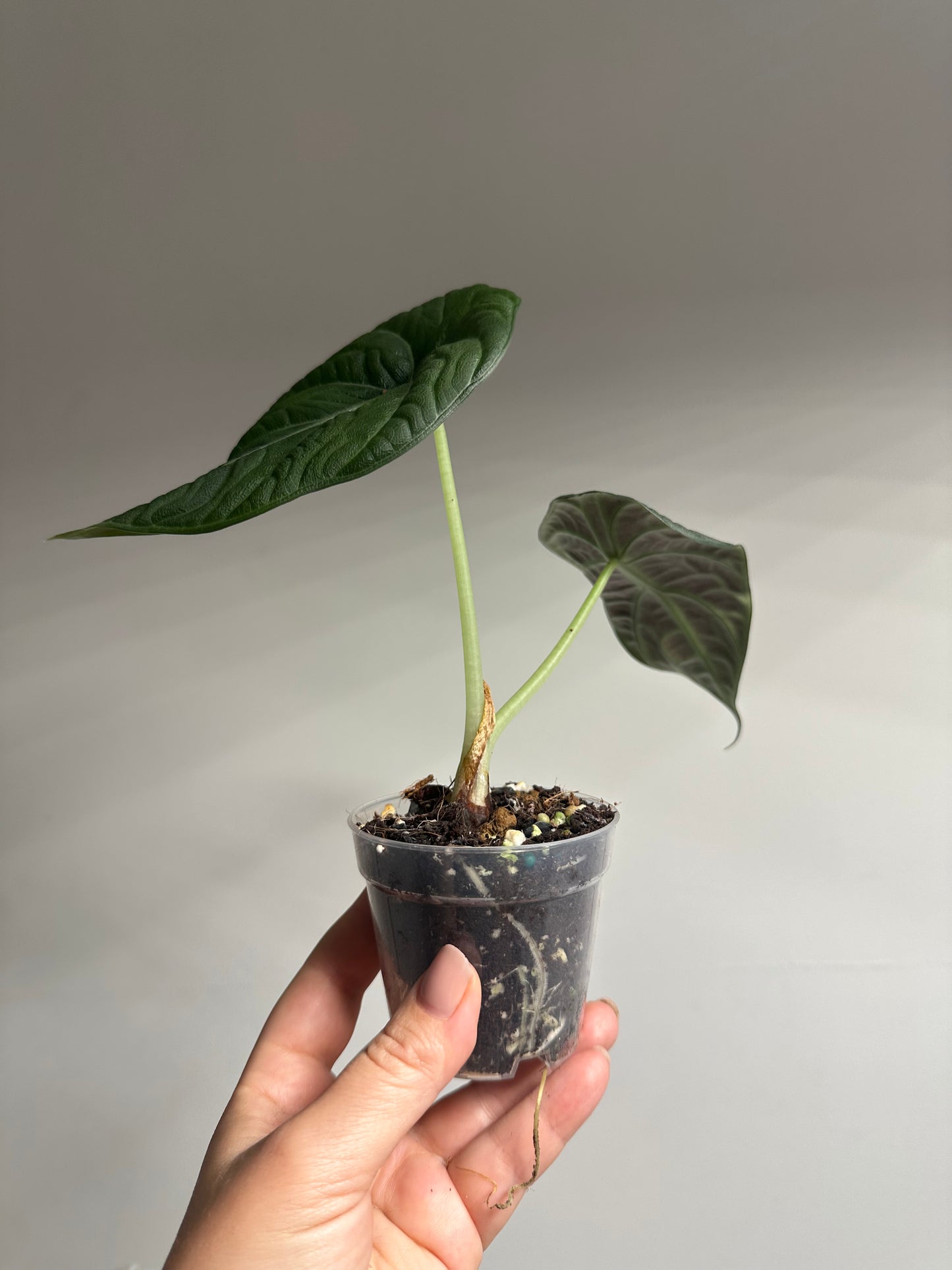 Alocasia maharani