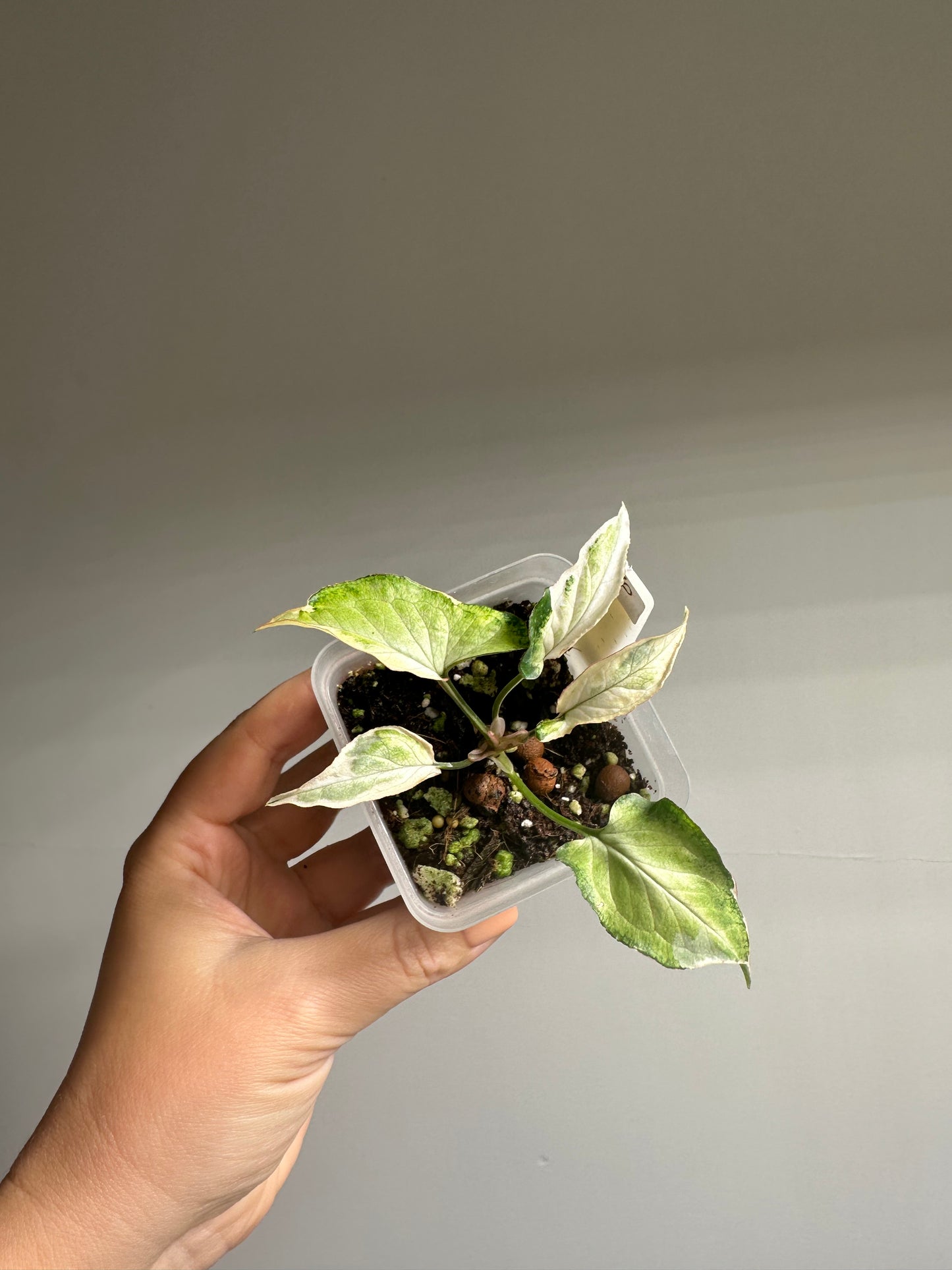 Syngonium starlight