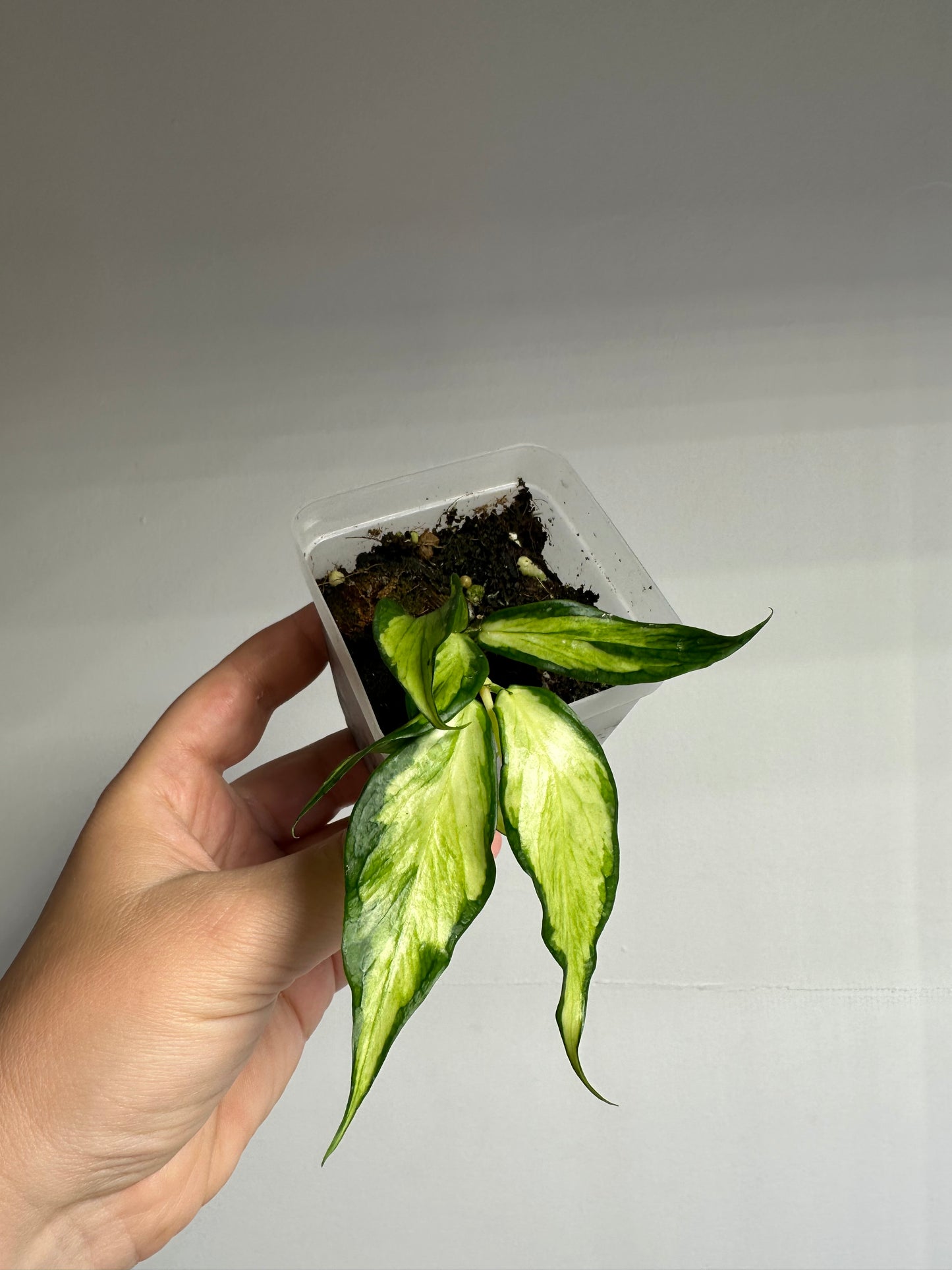 Hoya Polyneura inner variegated / first photo - mother plant