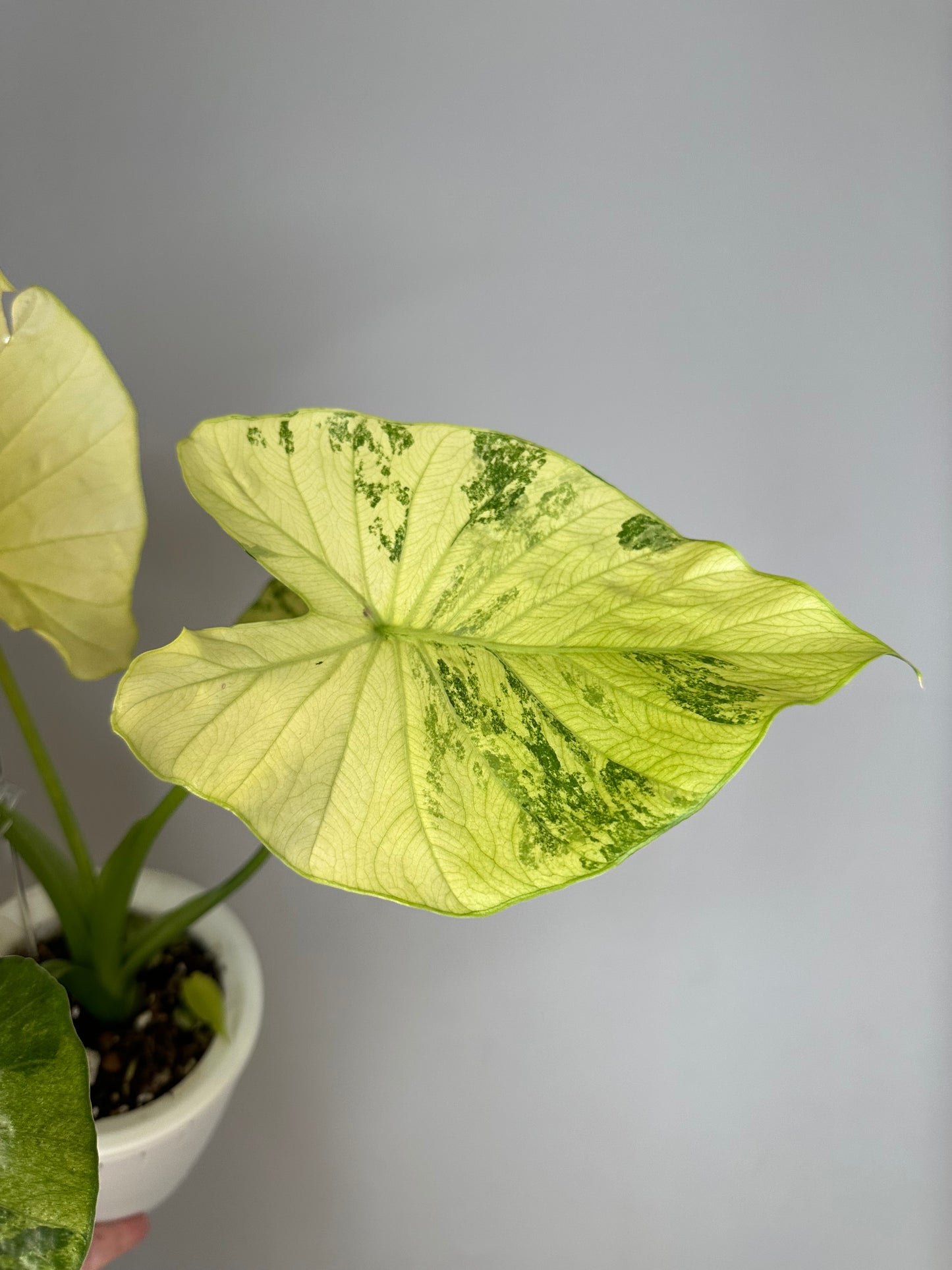 Alocasia odora yellow mint variegated / with a baby / corming
