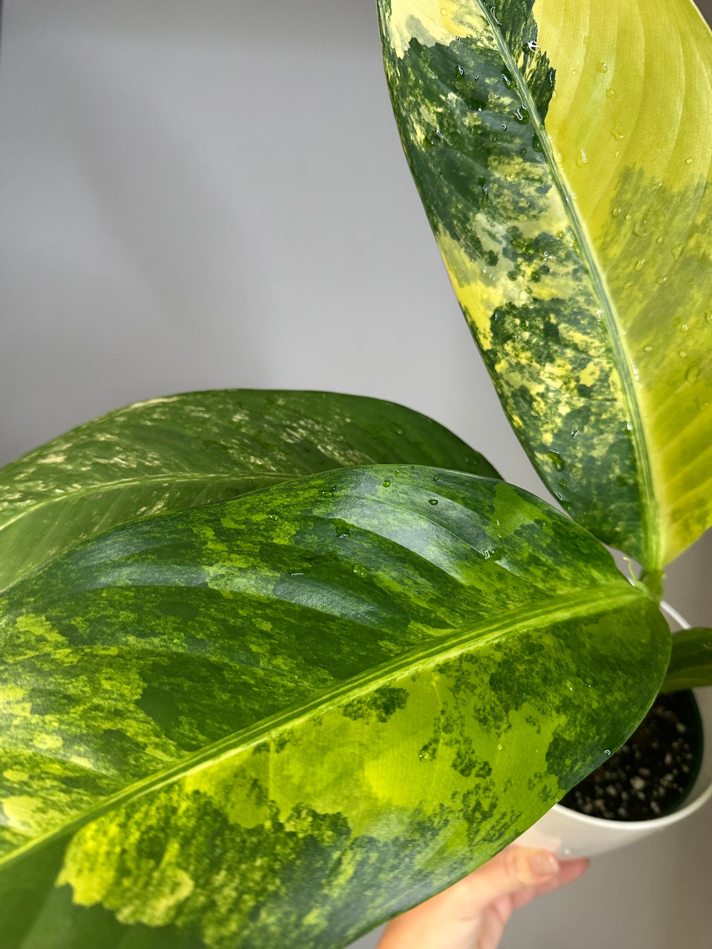 Dieffenbachia Variegated