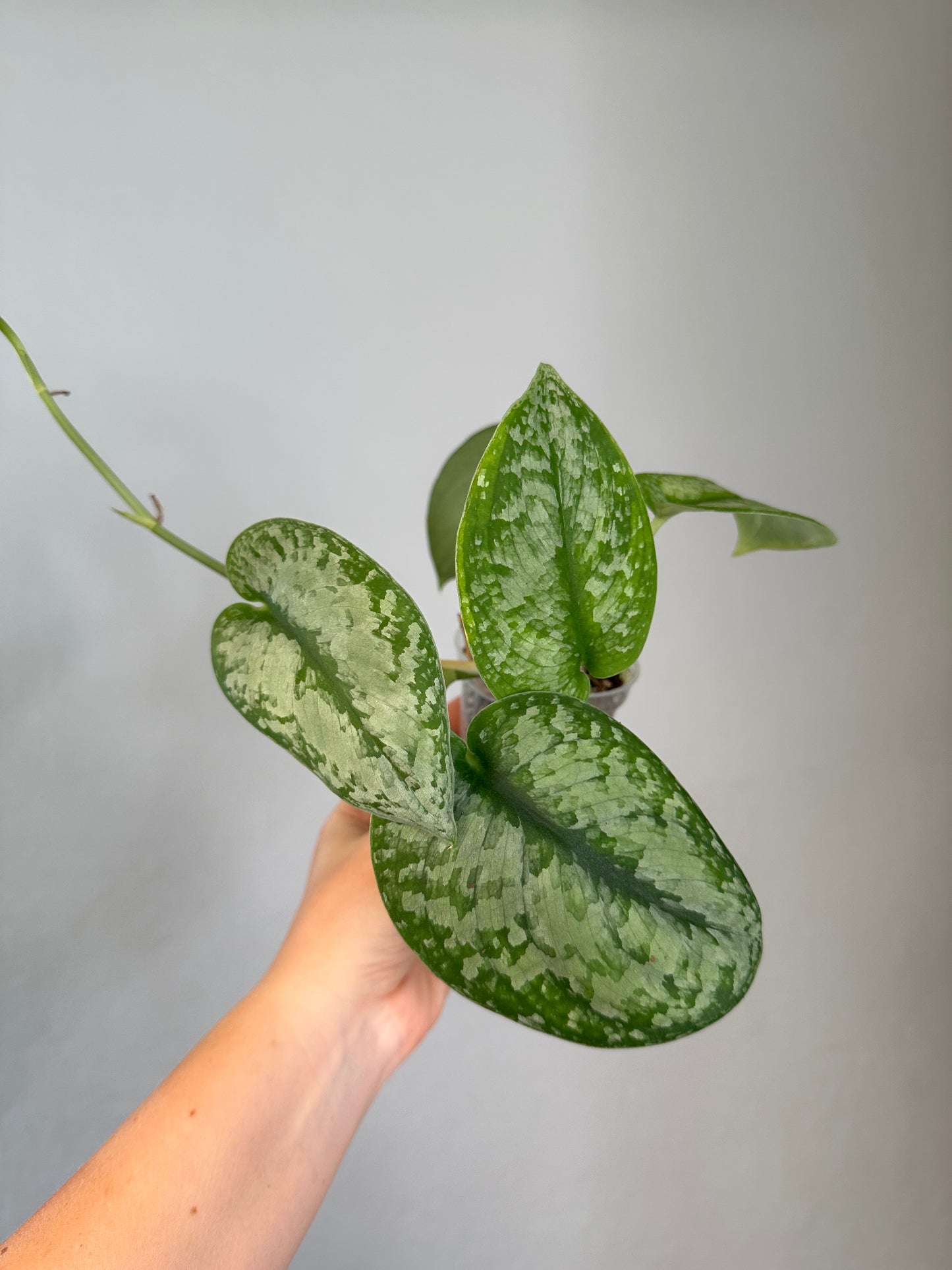 Scindapsus silver splash