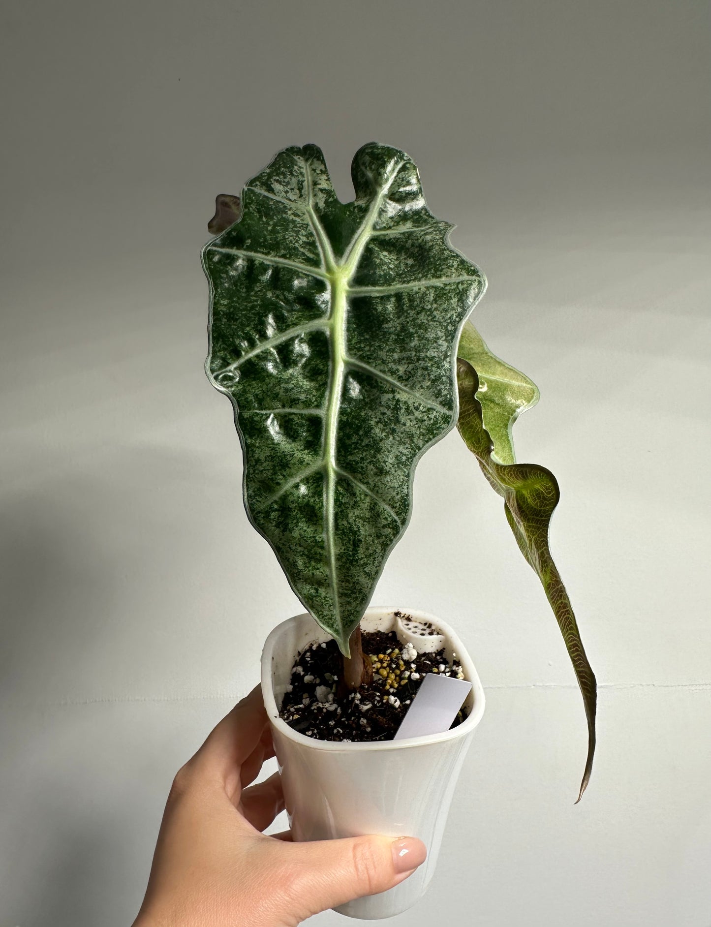 Alocasia amazonica mint variegated CORM