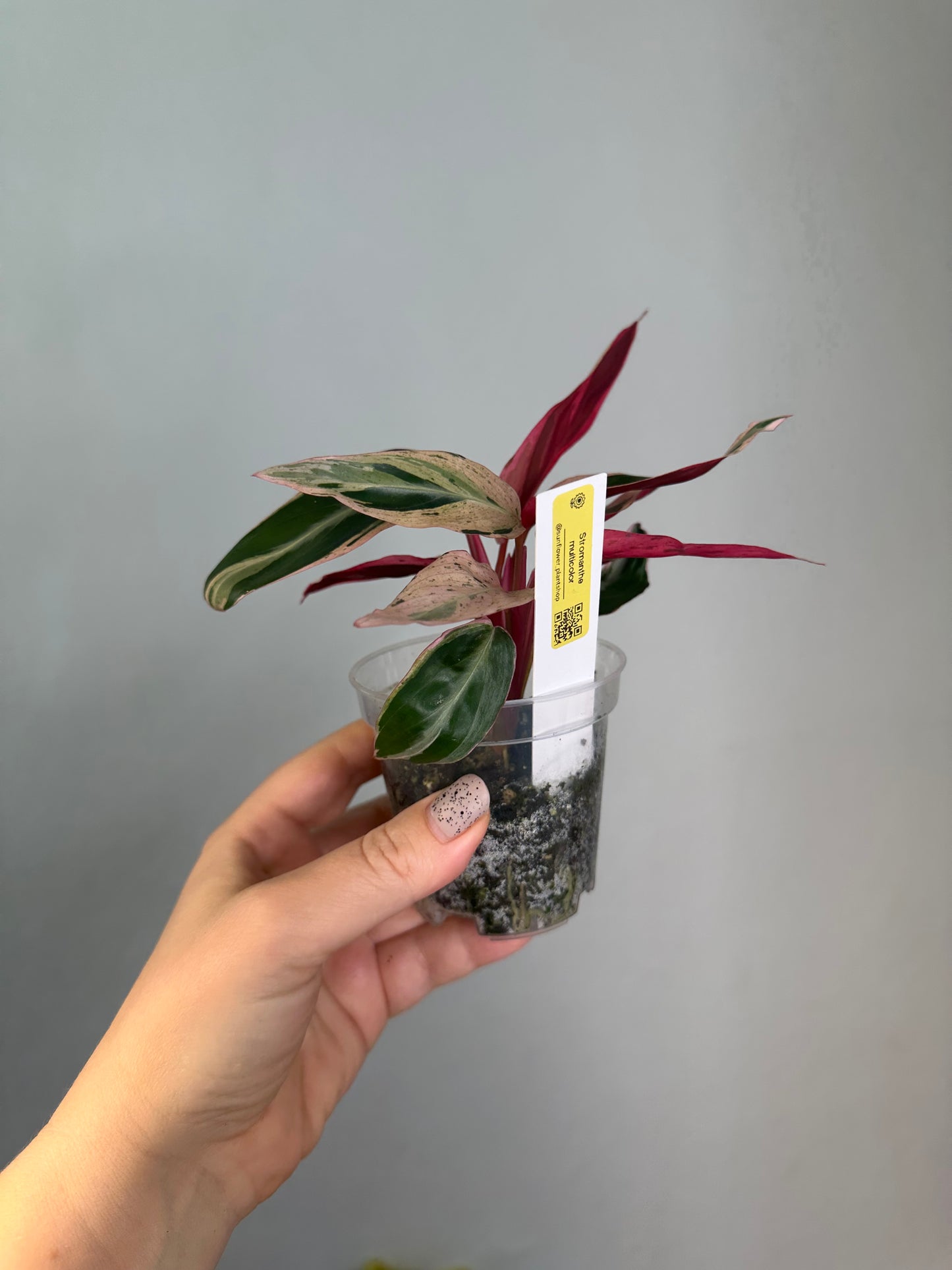Stromanthe multicolor/ rare
