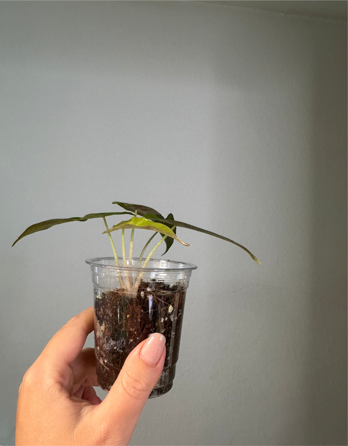 Alocasia amazonica aurea splash variegated