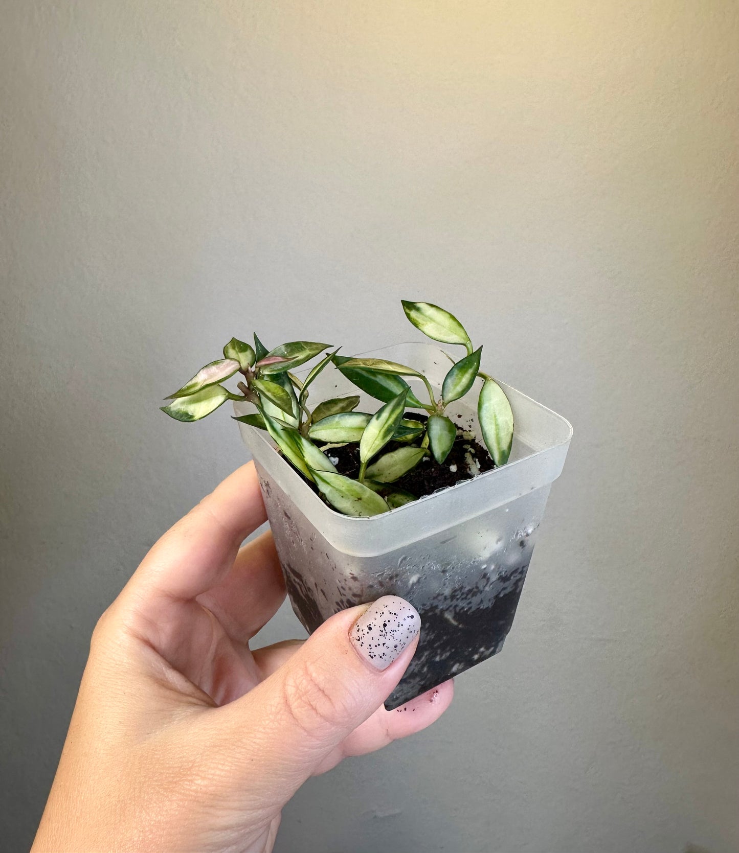 Hoya lacunosa variegated