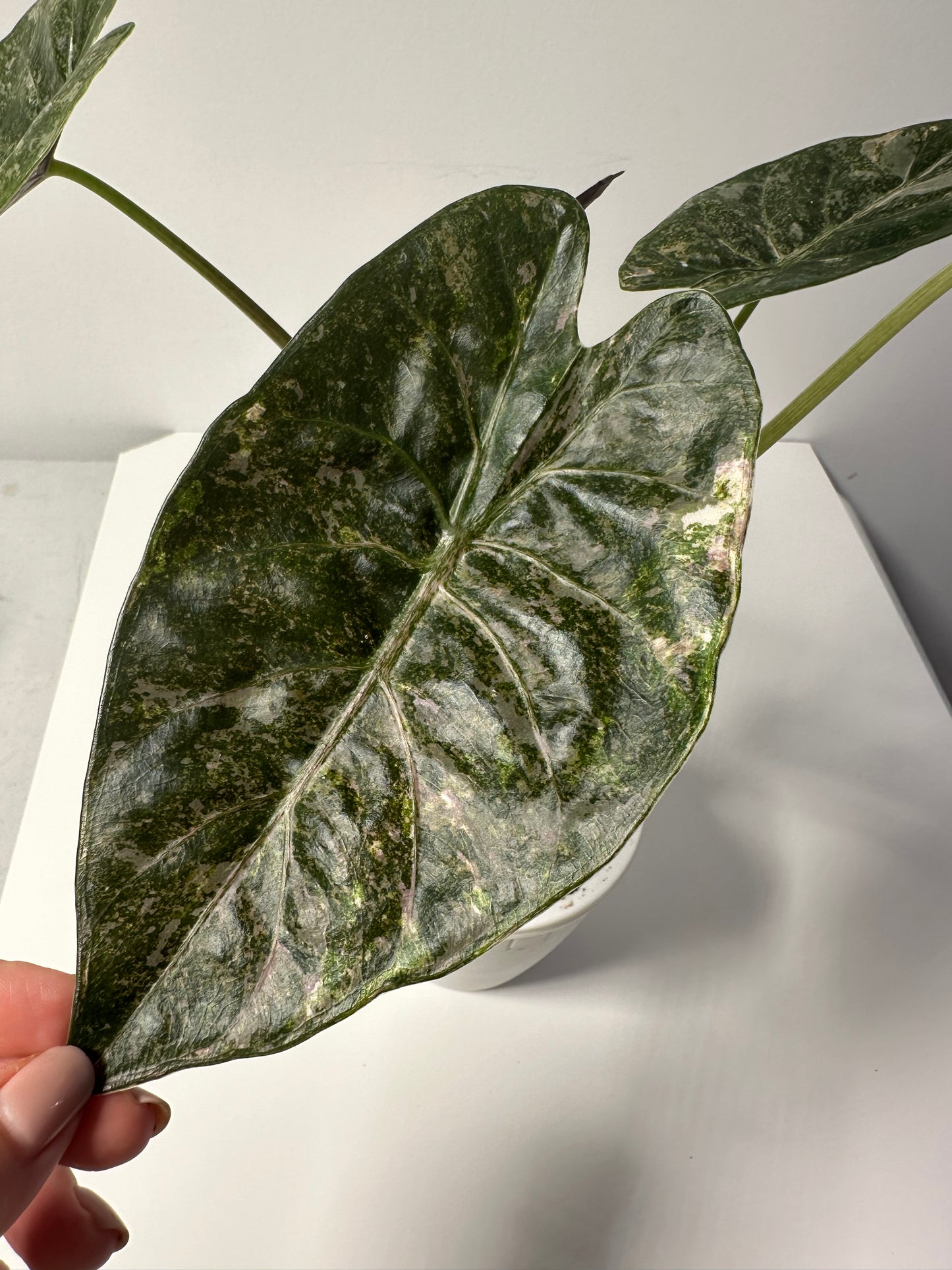 Alocasia wenti silver pink