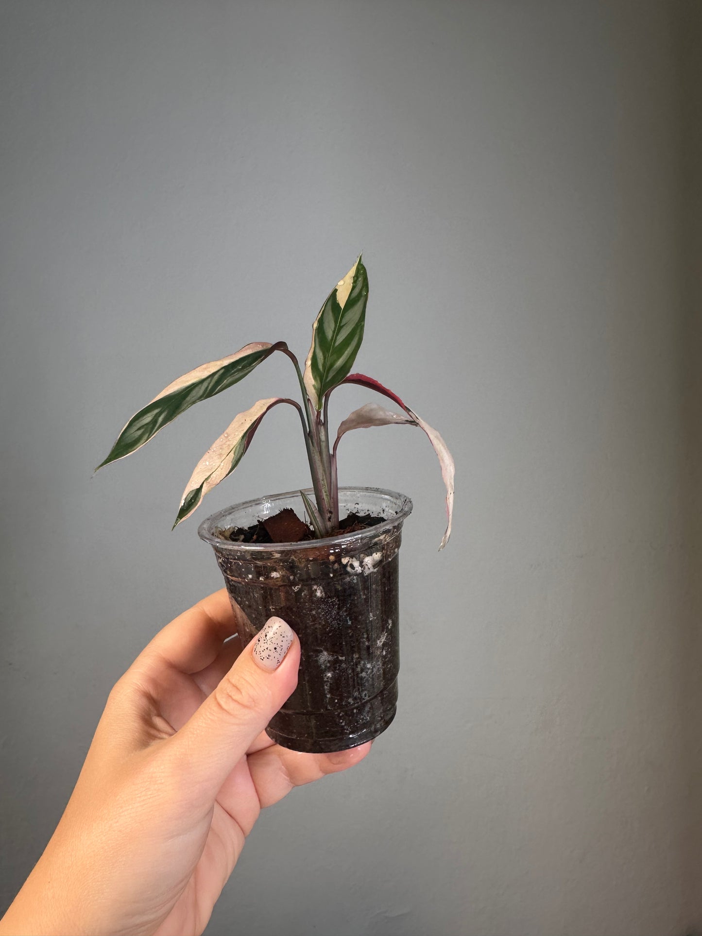 Ctenanthe oppenheimiana / rare
