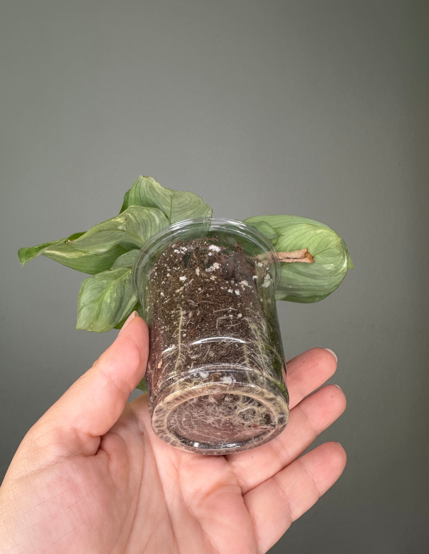 Marantha variegated