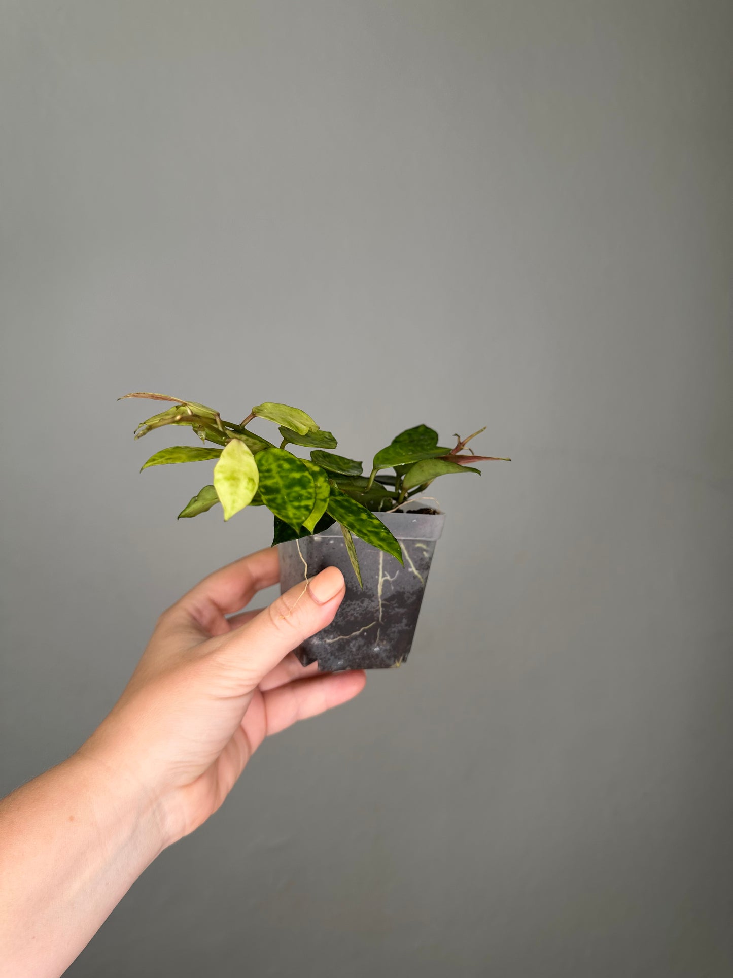 Hoya lacunosa Amarillo / a few cuttings in a pot