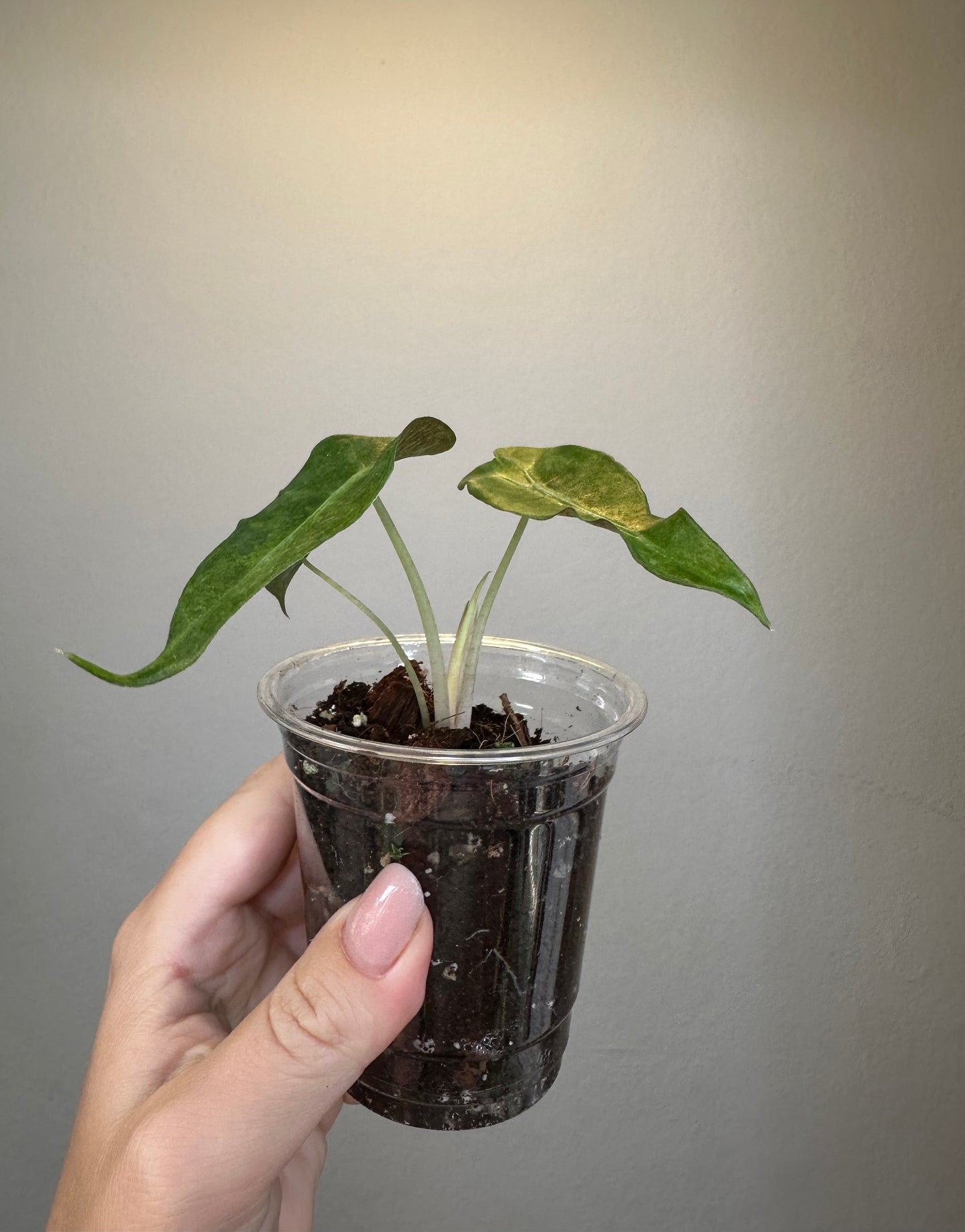 Alocasia amazonica aurea splash variegated