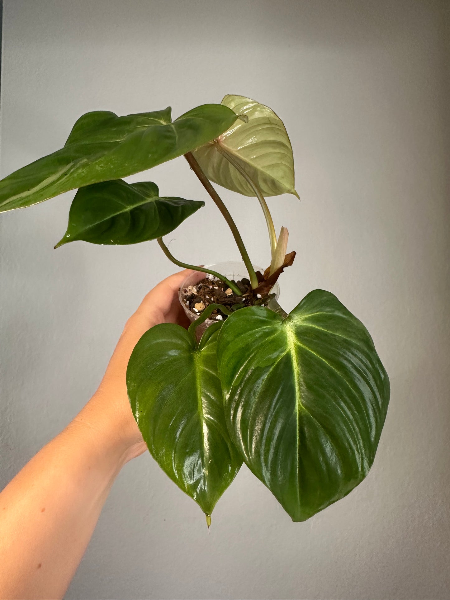 Philodendron Gloriosum /reverted from variegated