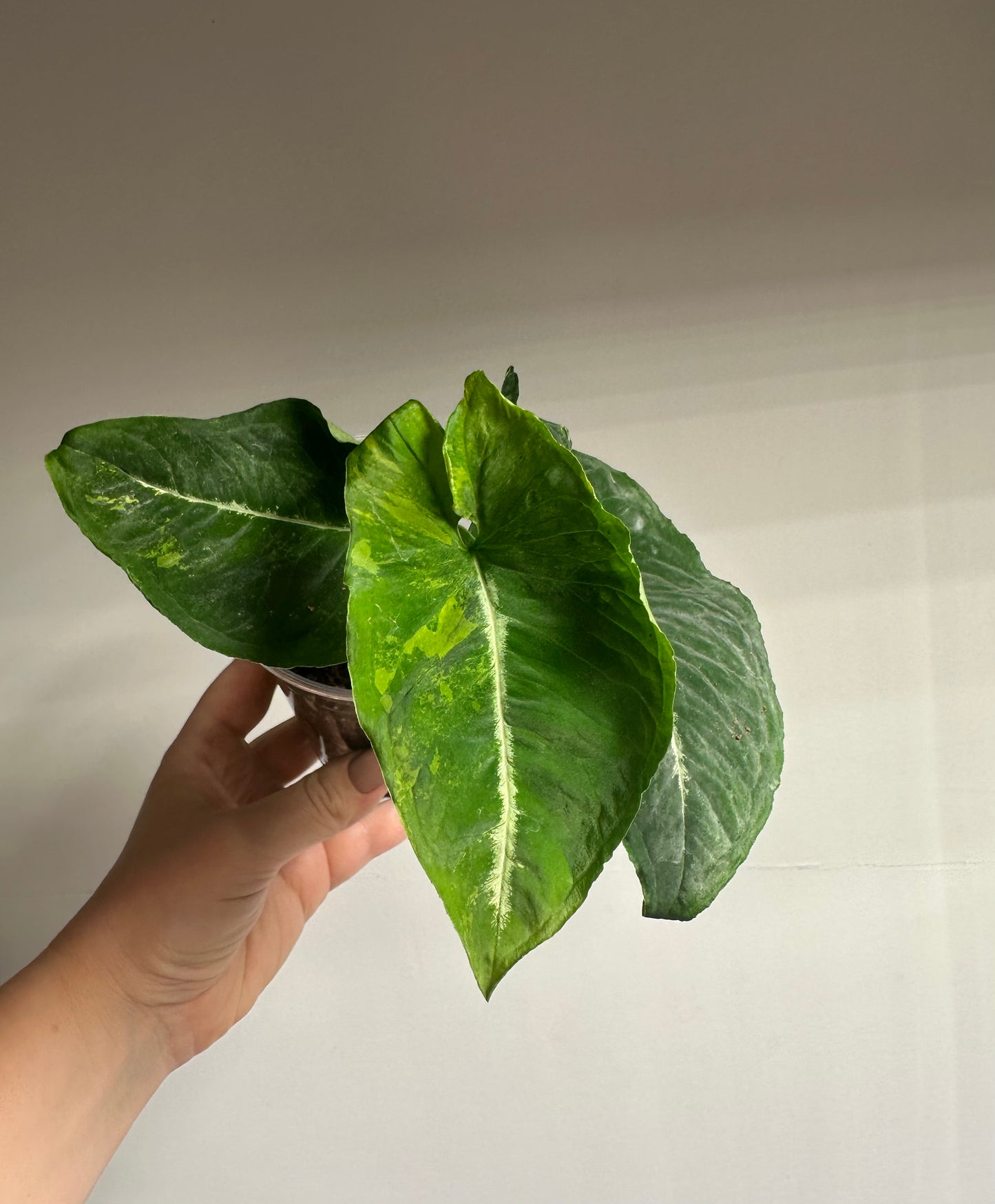 Syngonium scrambled eggs 🍳 low variegation