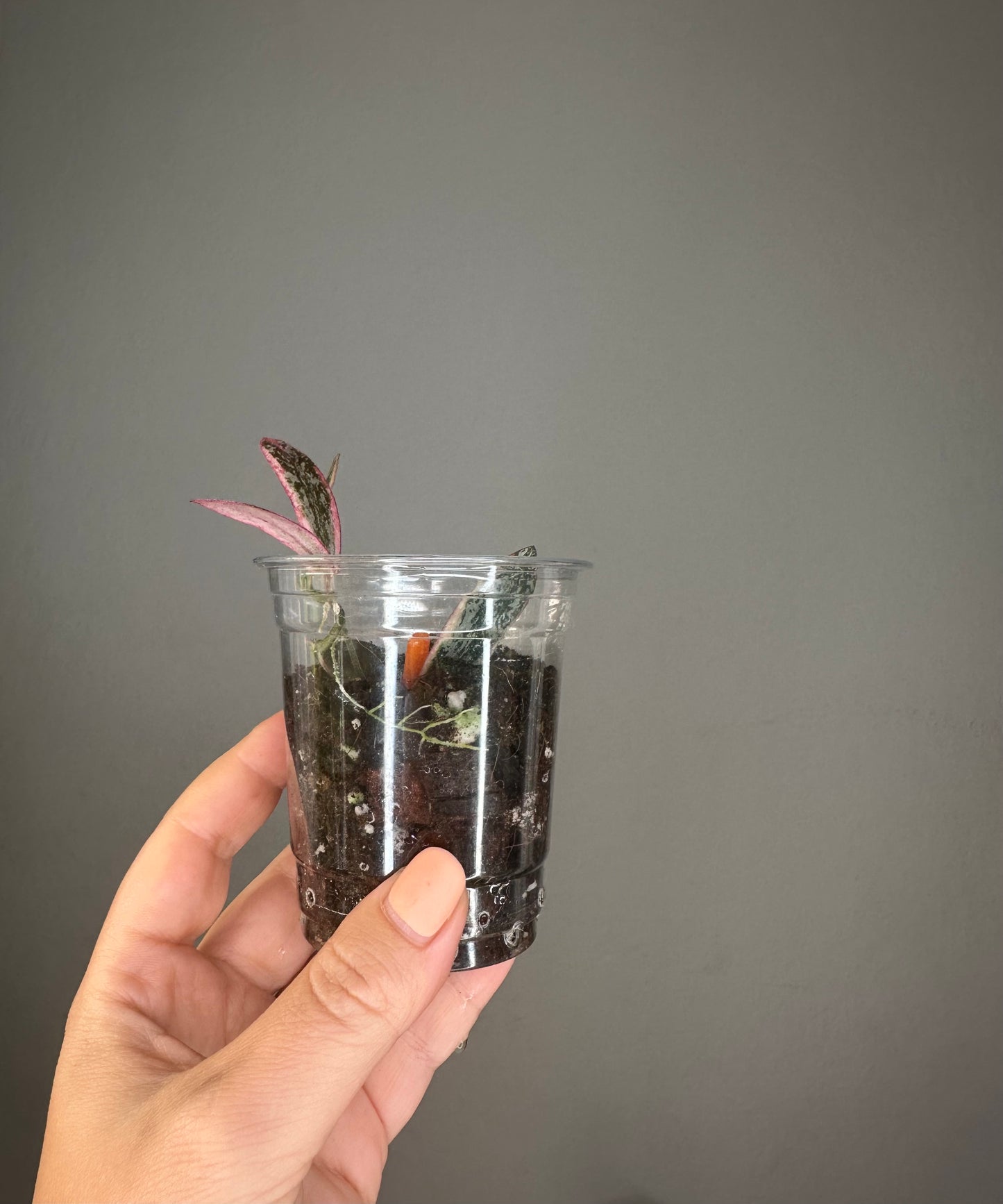 Hoya sigilatis variegated