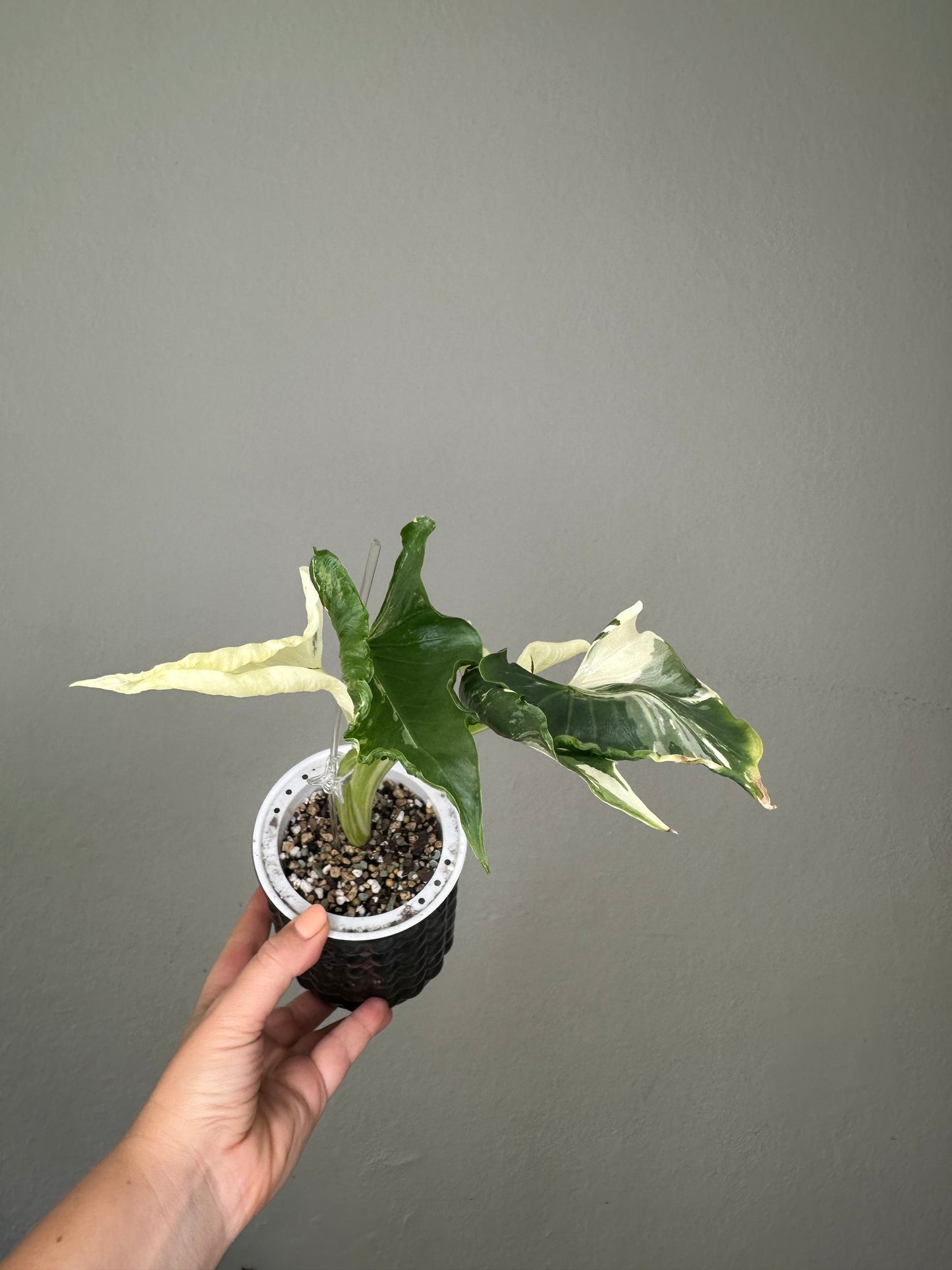 Alocasia cuculata crinkle variegated / first photo - mother plant