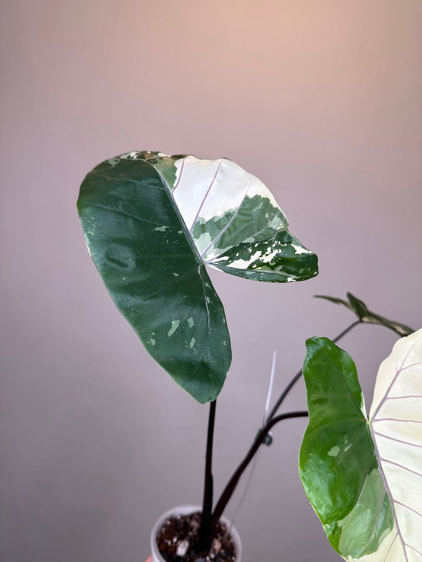 Alocasia black stem variegated / top variegation