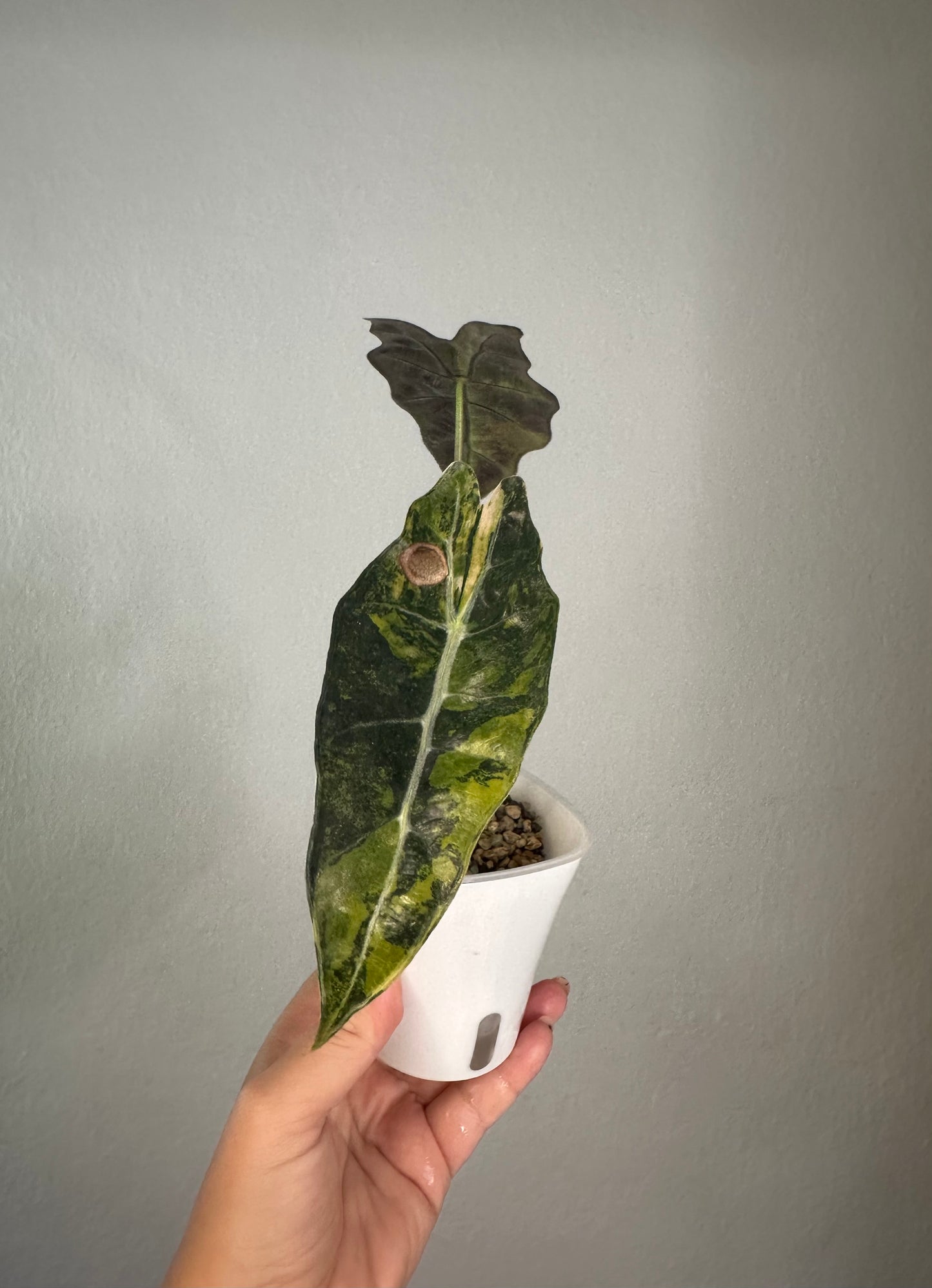 Alocasia sanderiana bull aurea variegated 🦄
