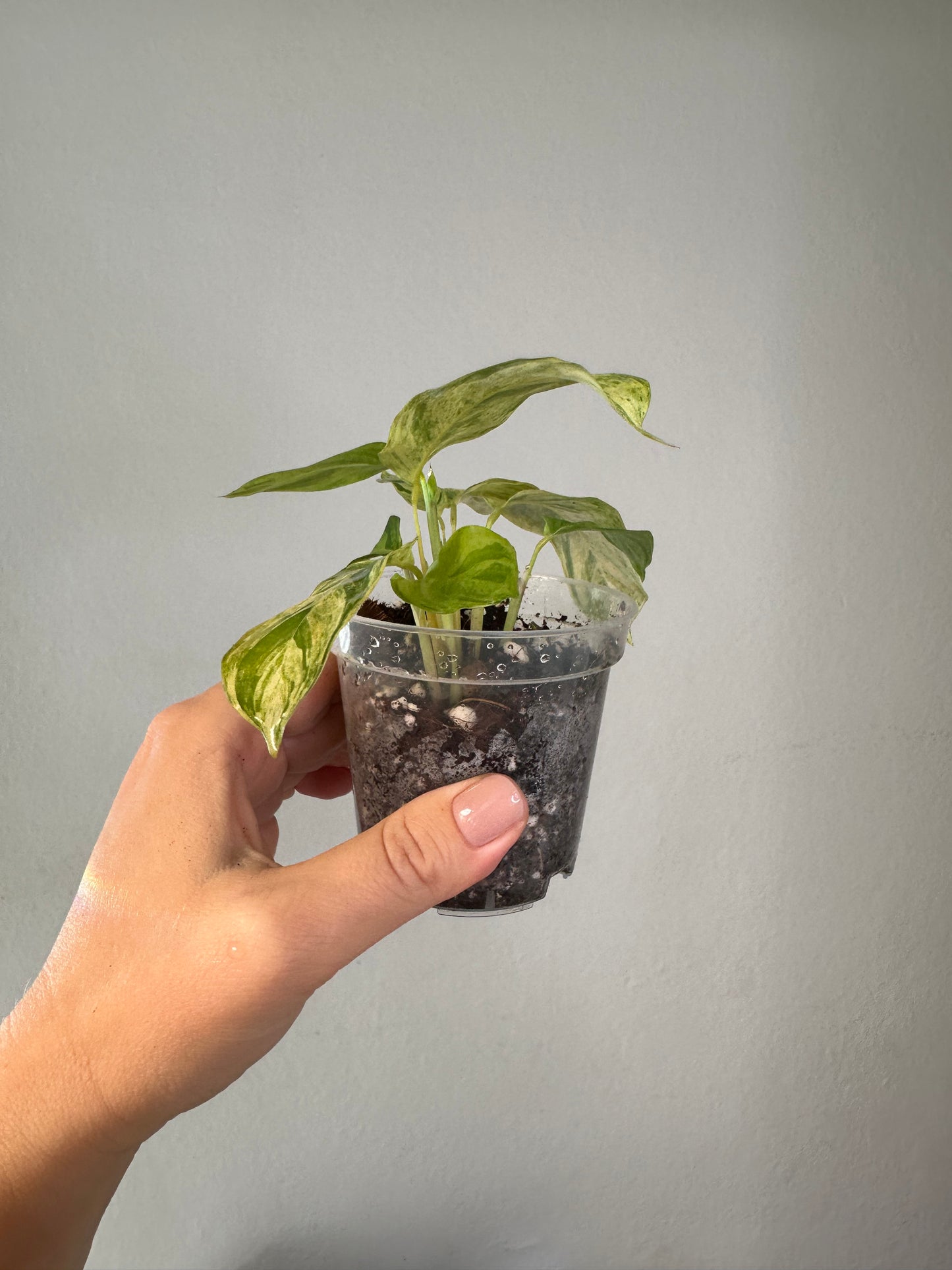 CTENANTHE LUBBERSIANA - VARIEGATA / uncommon plant🦄