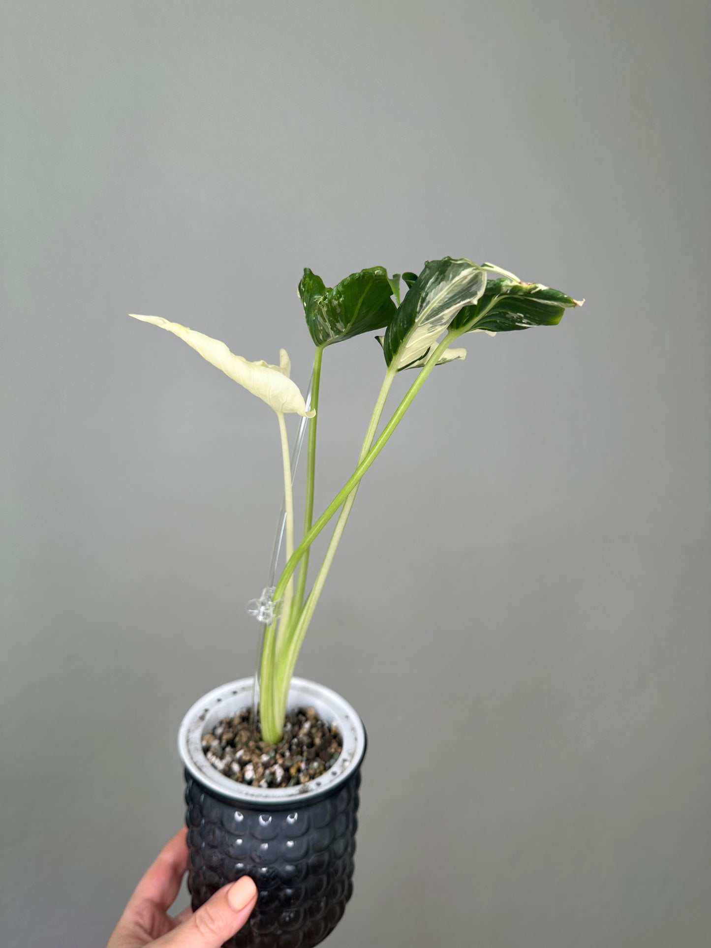 Alocasia cuculata crinkle variegated / first photo - mother plant