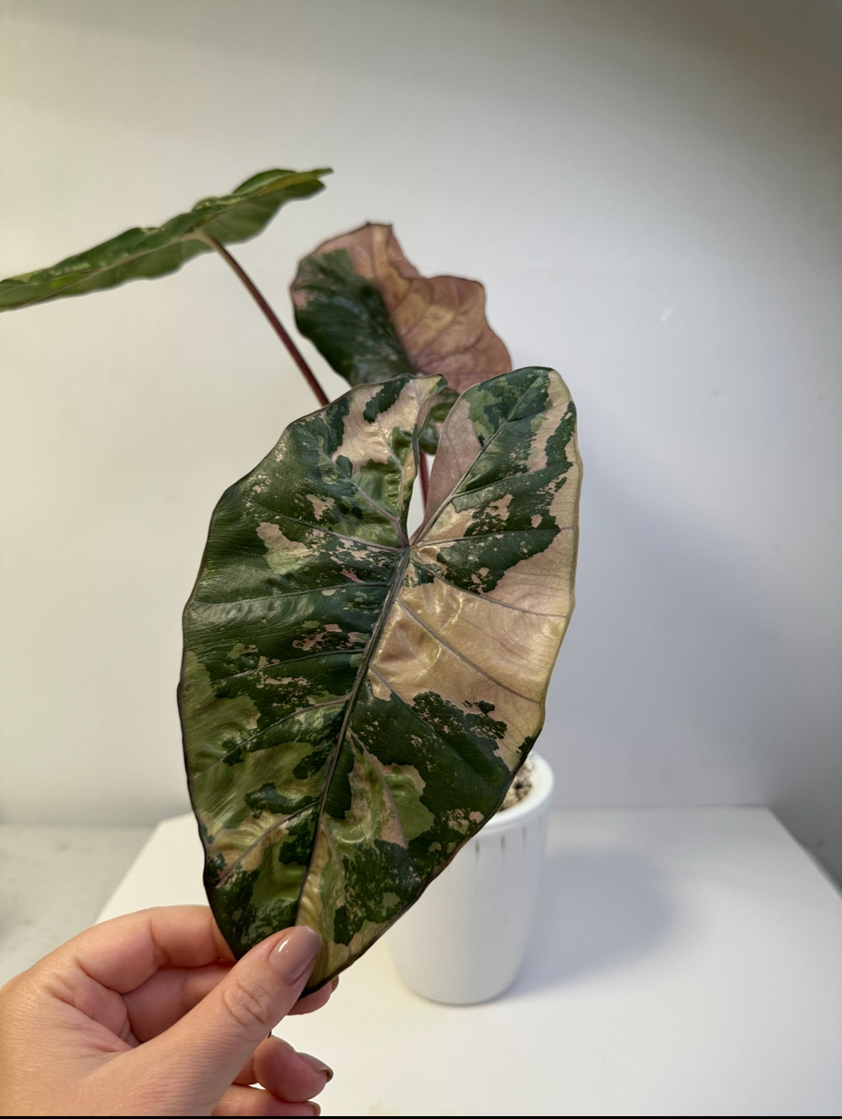 Alocasia Yucatán princess variegated / NOT A SERENDIPITY/ first photo - mother plant