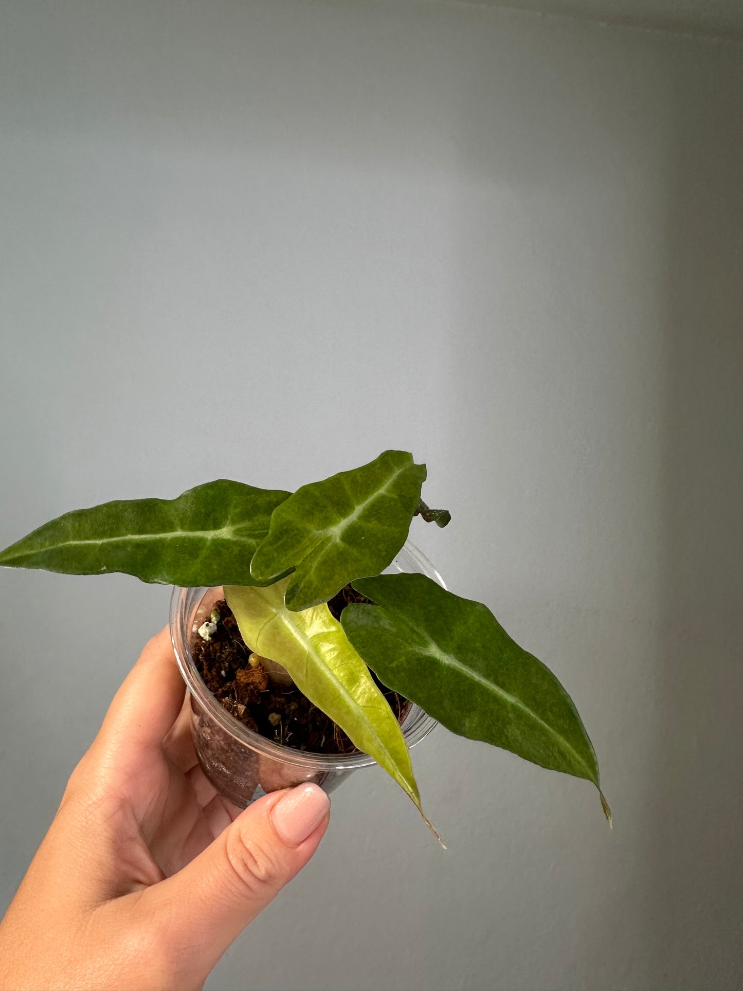 Alocasia amazonica aurea splash variegated