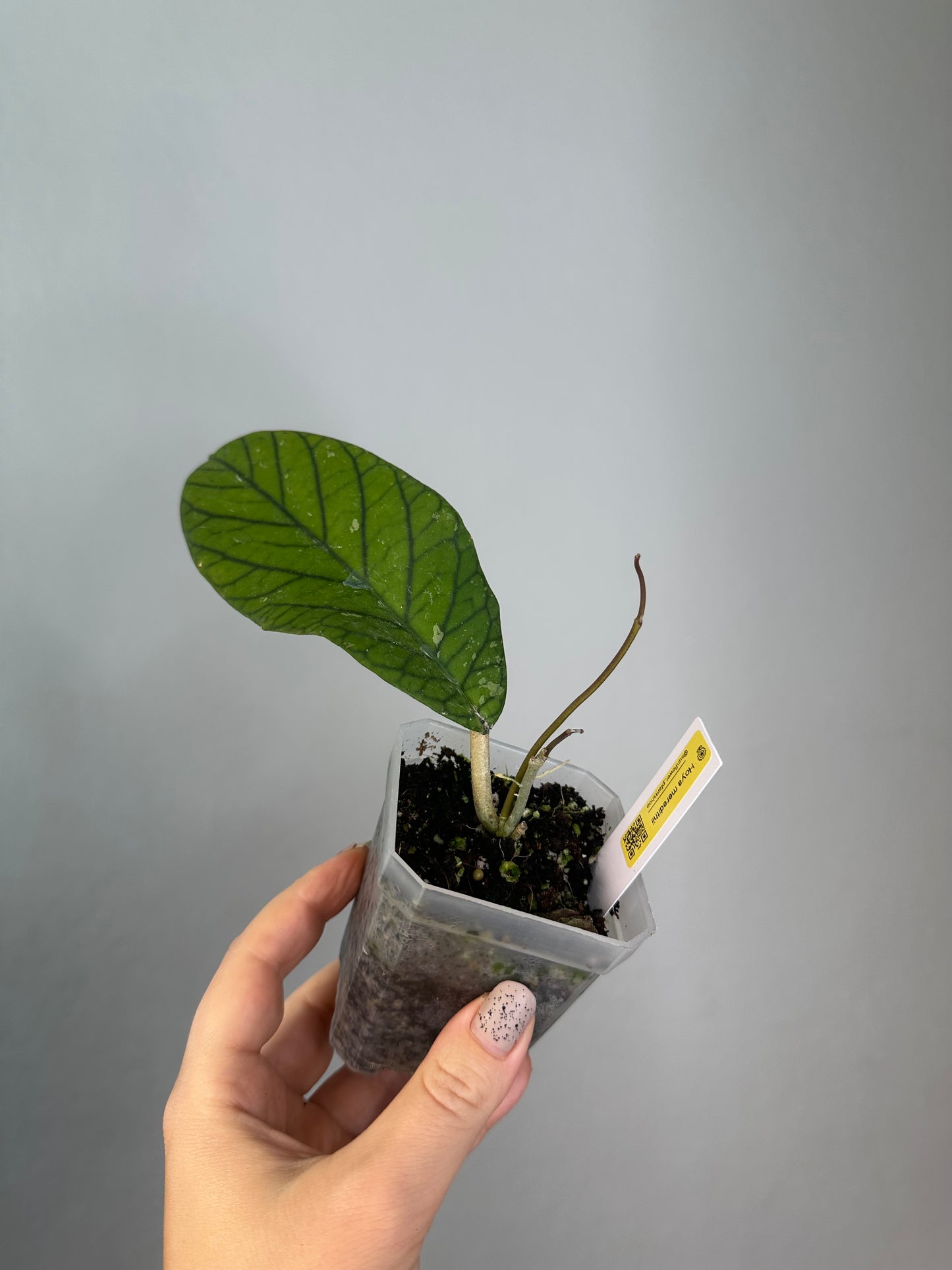 Hoya meredithii / first photo - mother plant