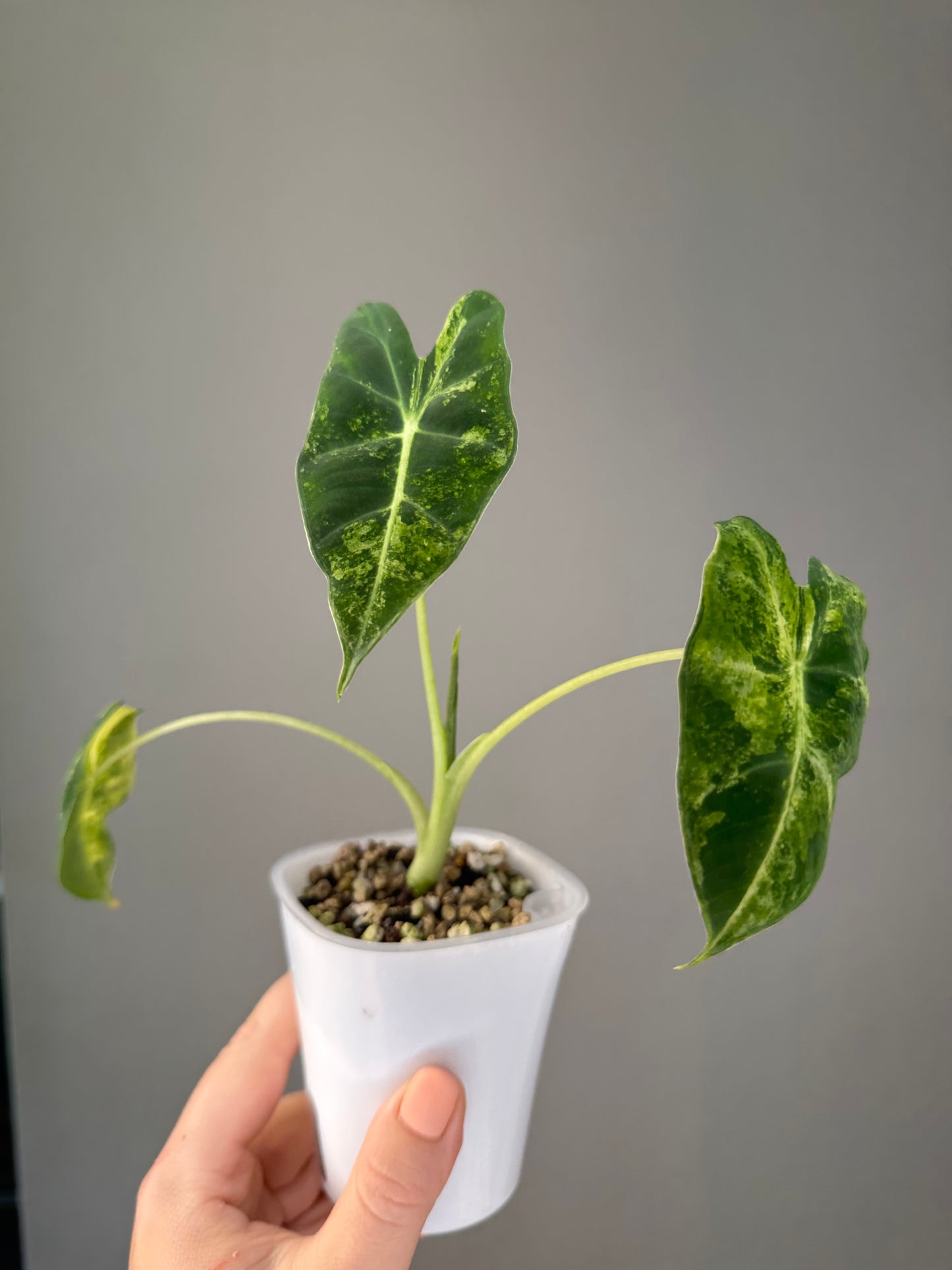 Alocasia Frydek aurea variegated / not albo, uncommon color