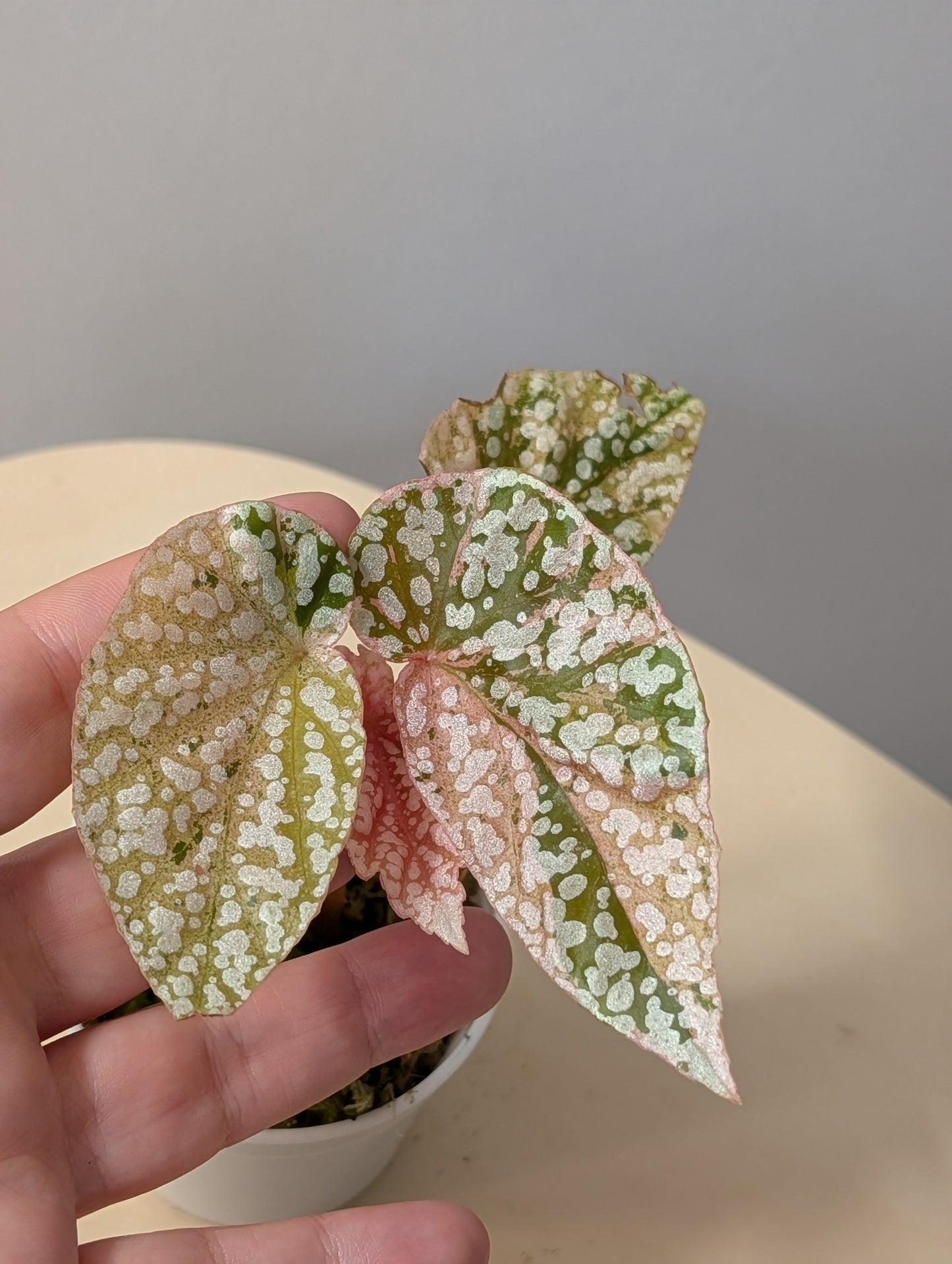 Begonia Snow Capped variegated