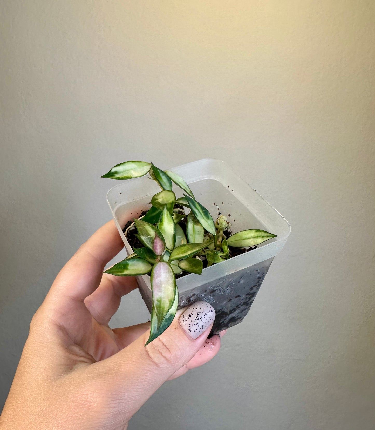 Hoya lacunosa variegated