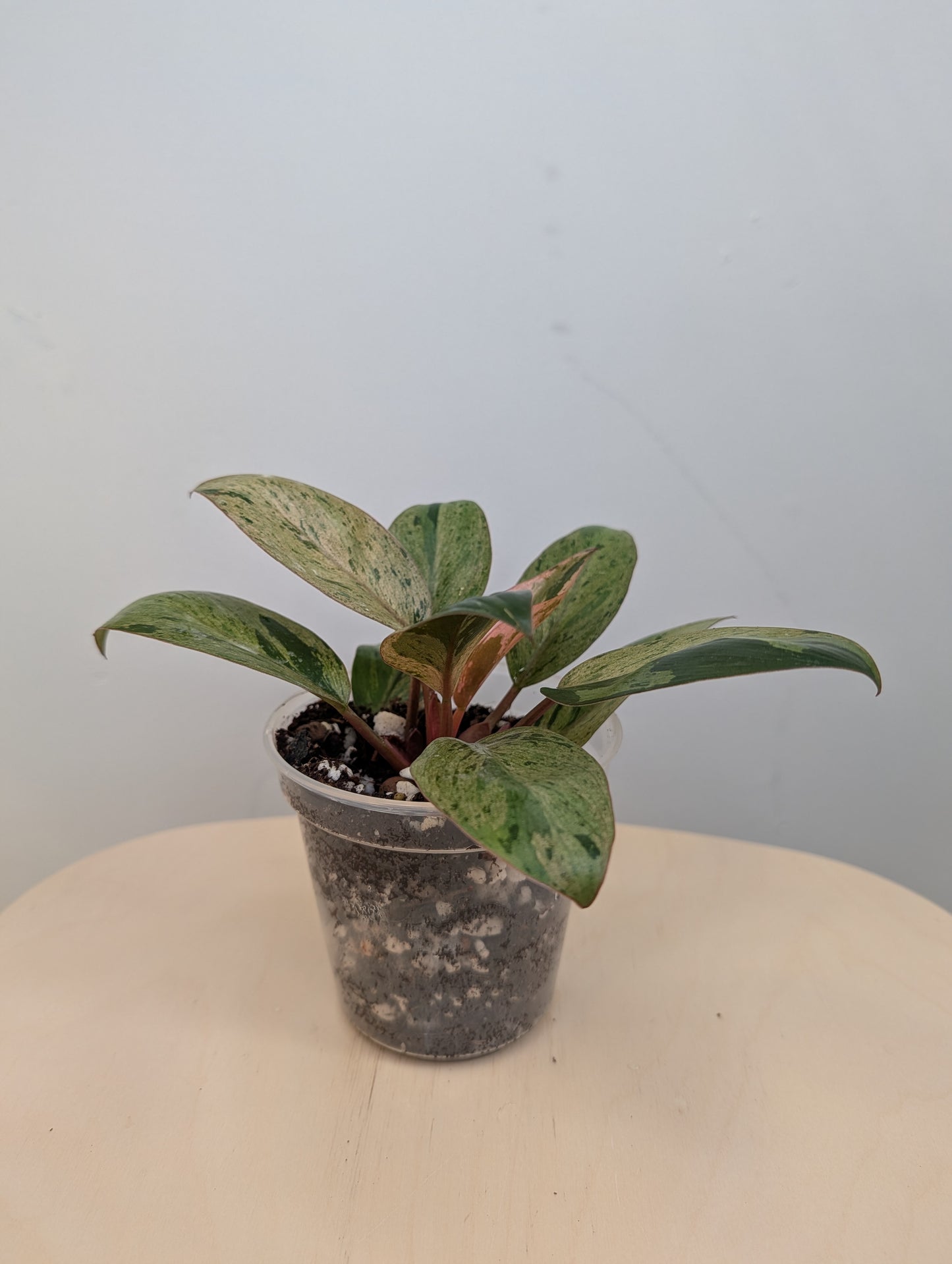 Philodendron green Congo mint variegated dwarf
