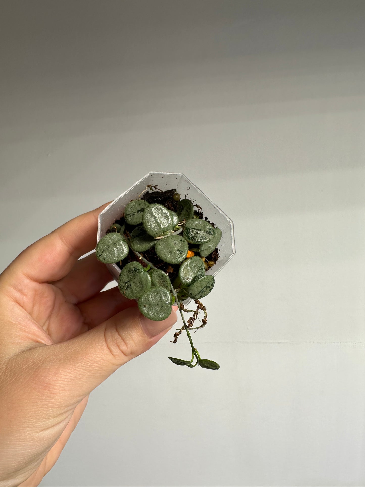 Hoya Serpens silver / tiny silver leaves 🩶 / a few cuttings in a pot