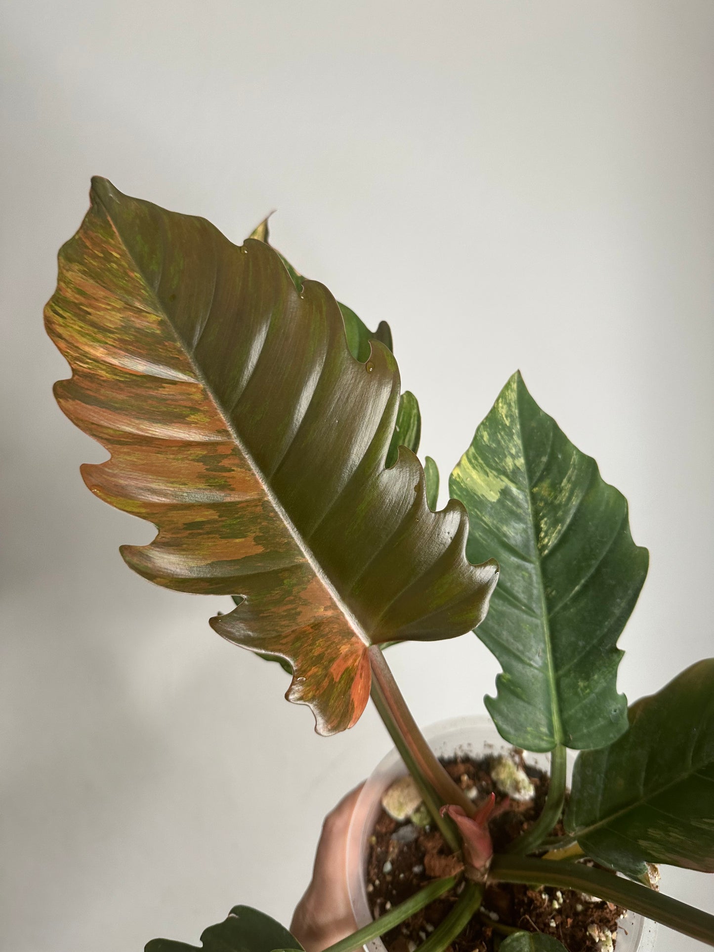 Philodendron caramel marble variegated