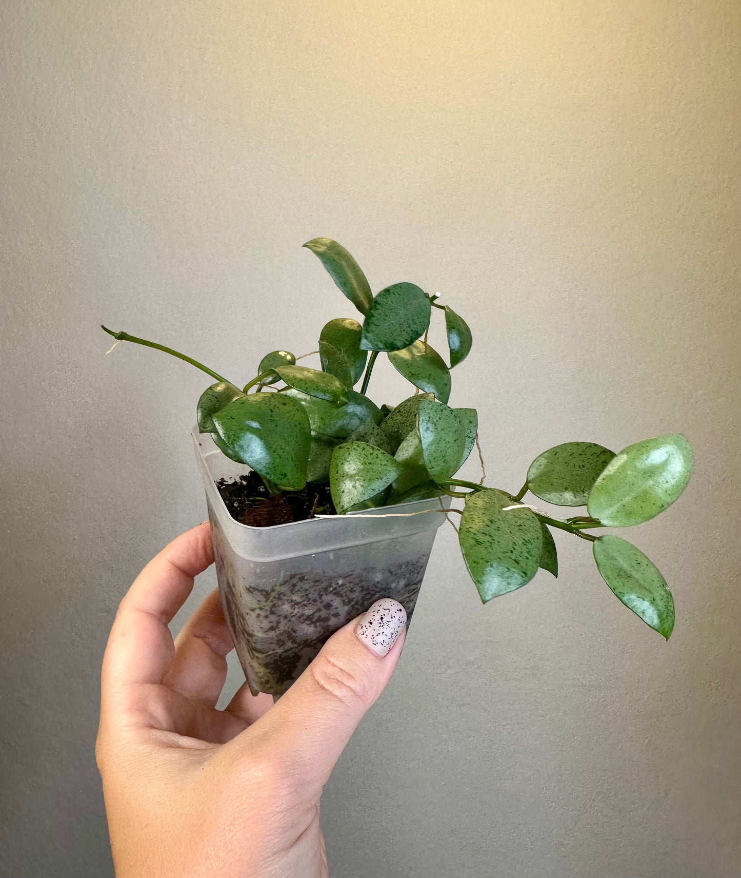 Hoya lacunosa silver mint coin