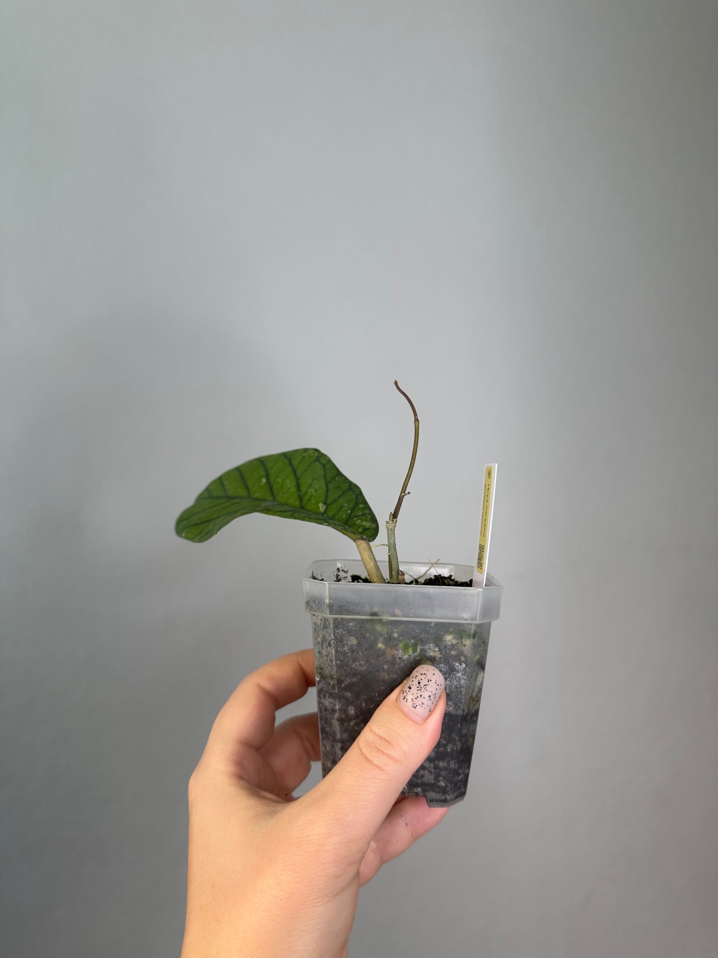 Hoya meredithii / first photo - mother plant