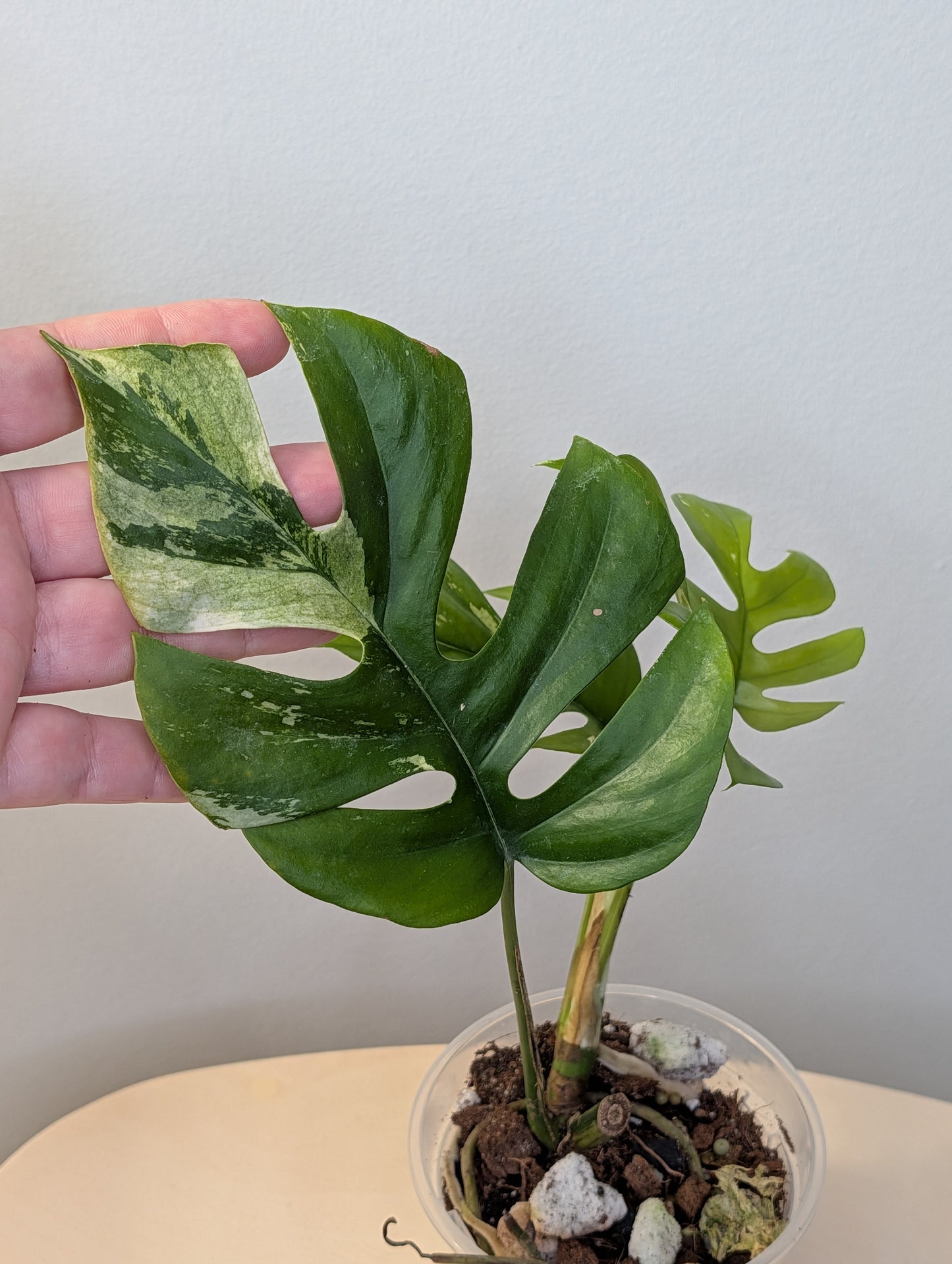 Raphidophora tetrasperma albo variegated