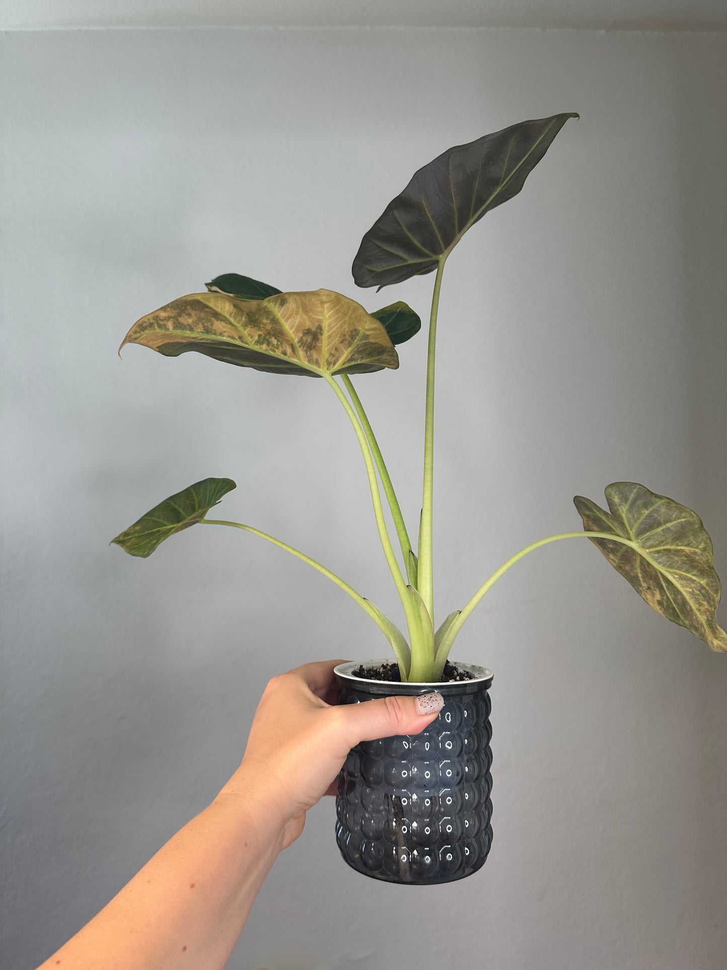 Alocasia regal shield variegated