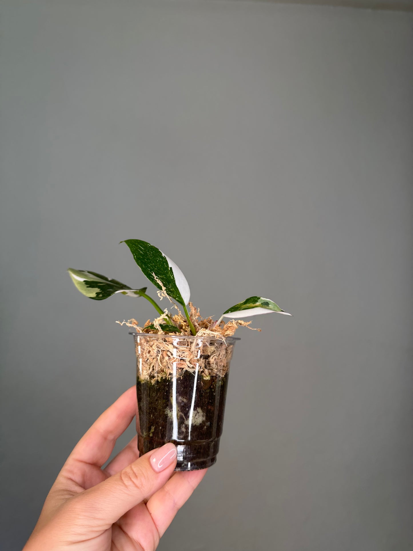 Philodendron white wizard