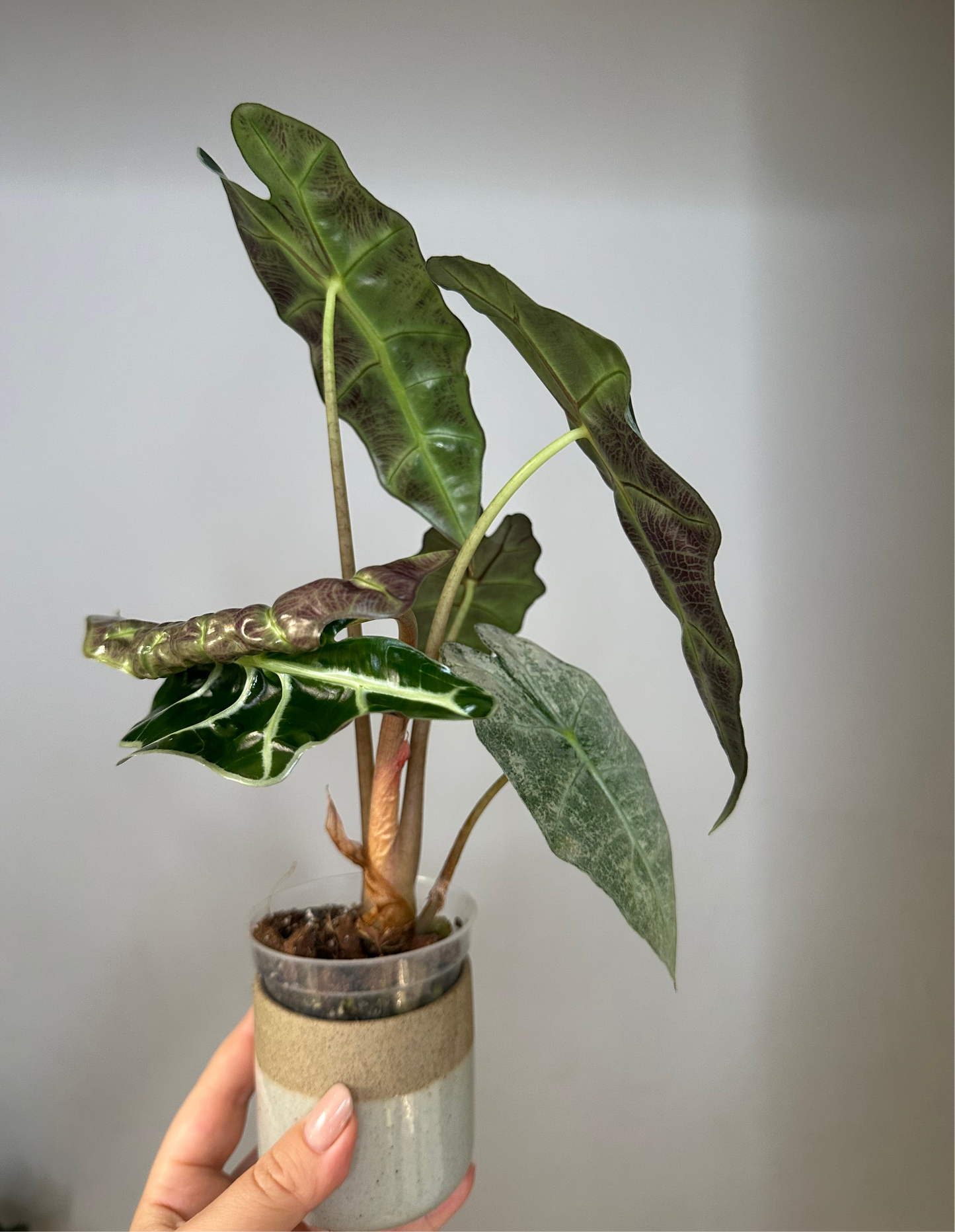 Alocasia amazonica pink mint variegated