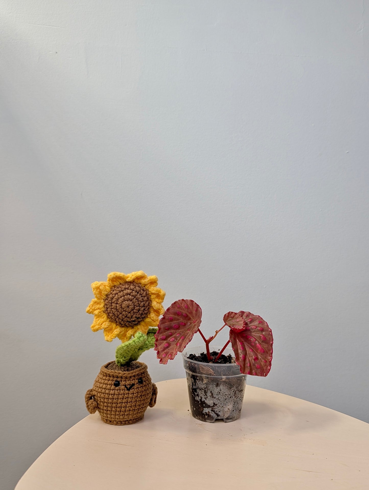 Begonia darthvaderiana & Negroensis