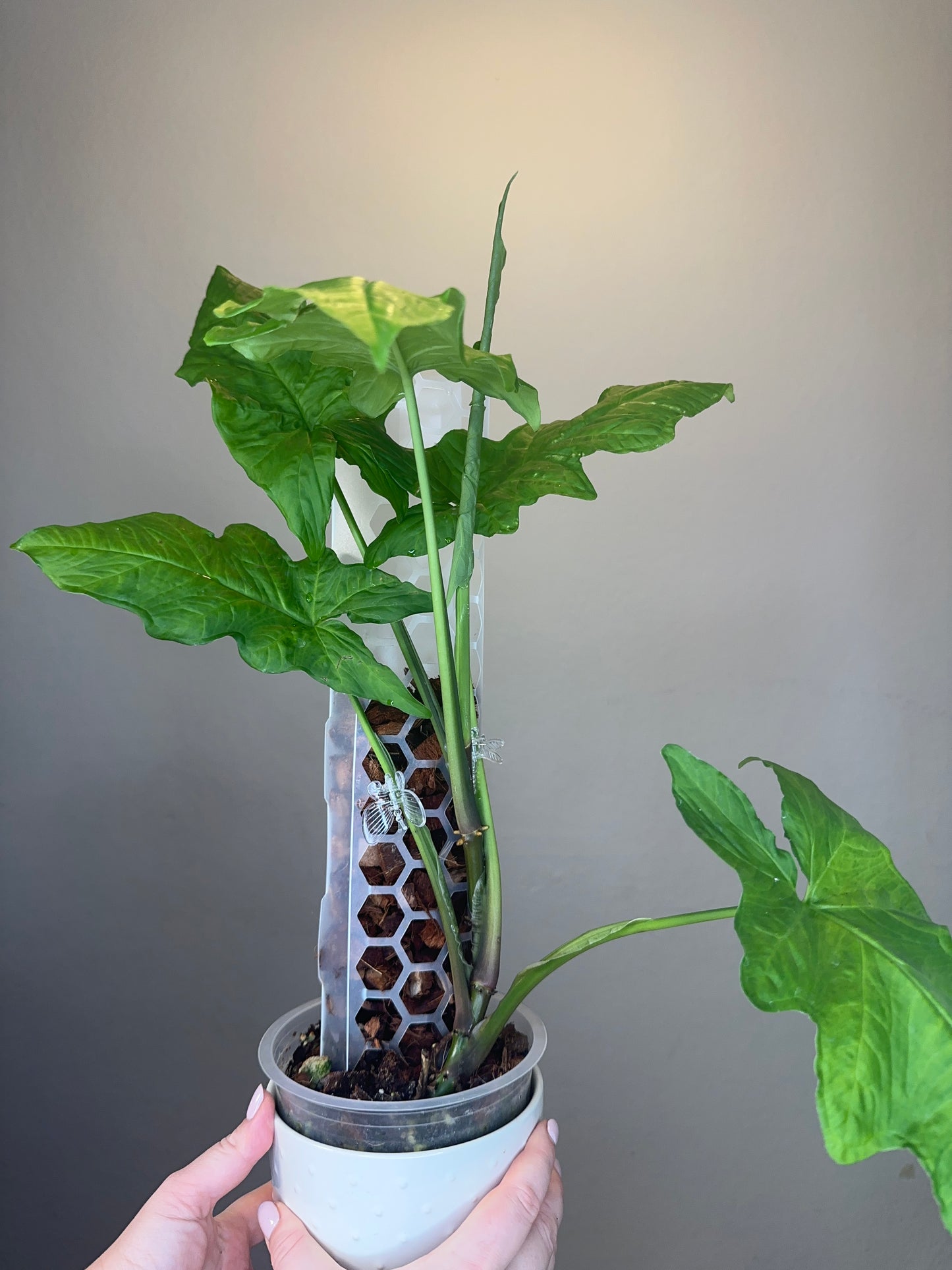 Syngonium steyermakii / RARE
