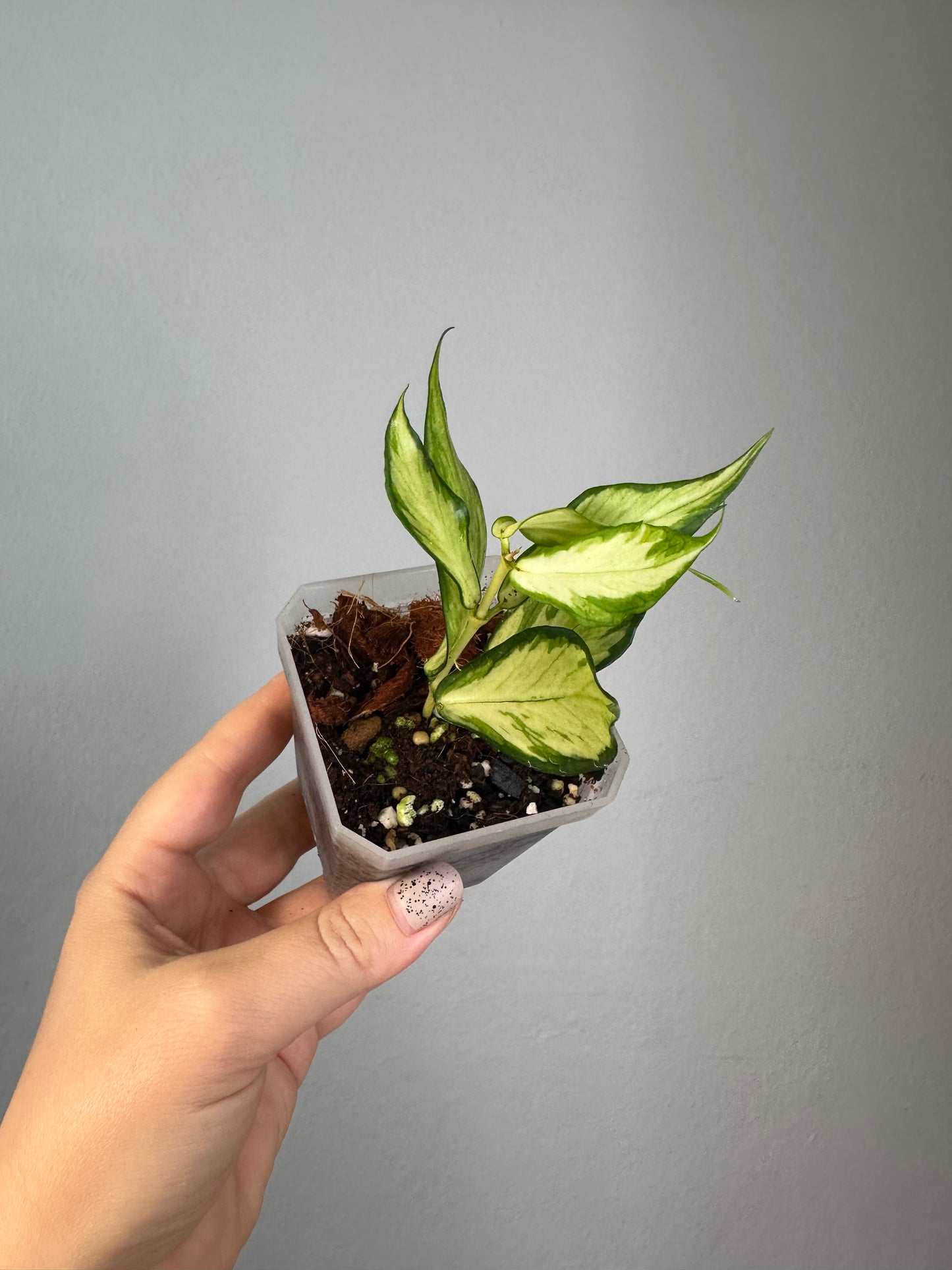 Hoya Polyneura yellow variegated / first photo - mother plant
