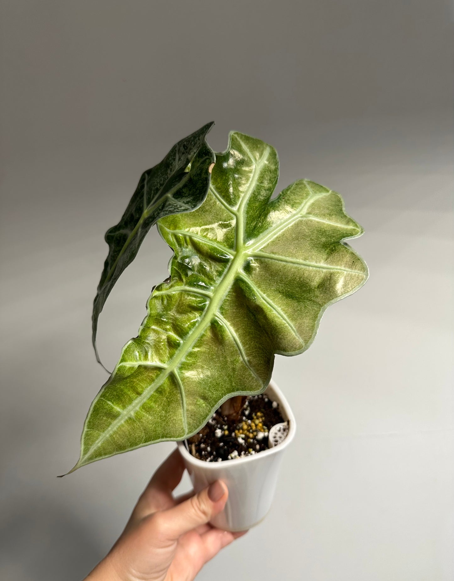 Alocasia amazonica mint variegated CORM