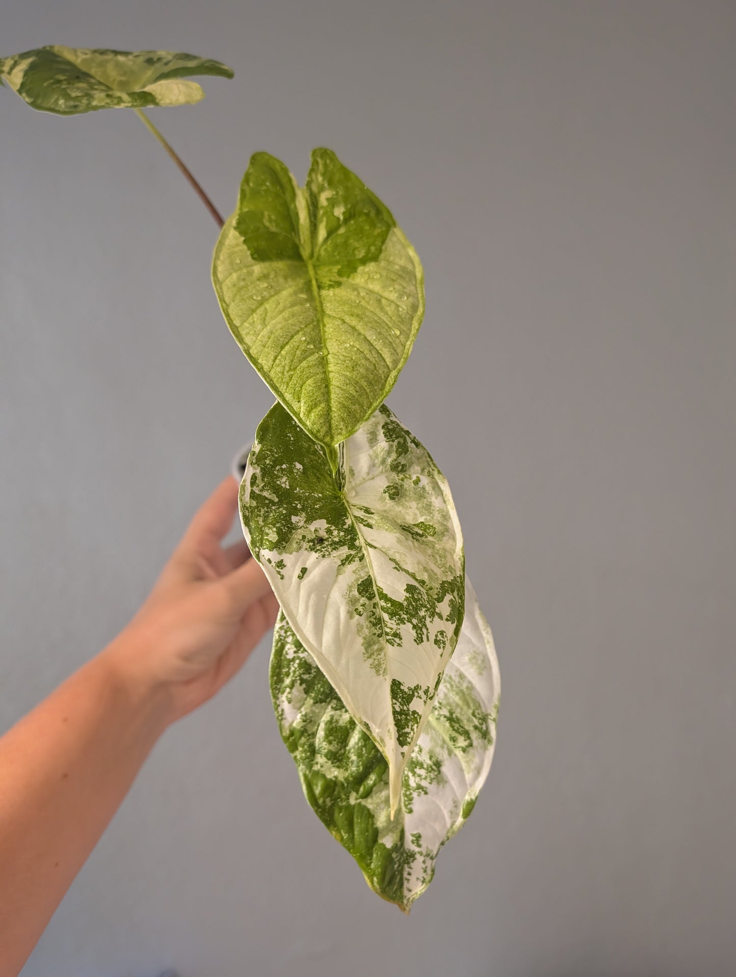 Alocasia fornicata variegated CORM/ uncommon alocasia