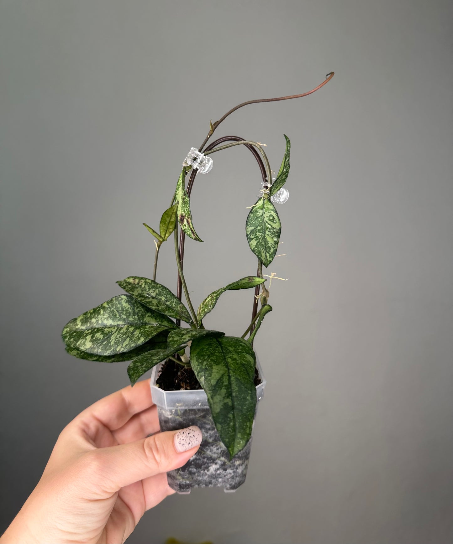 Hoya Crassipeolata Splash