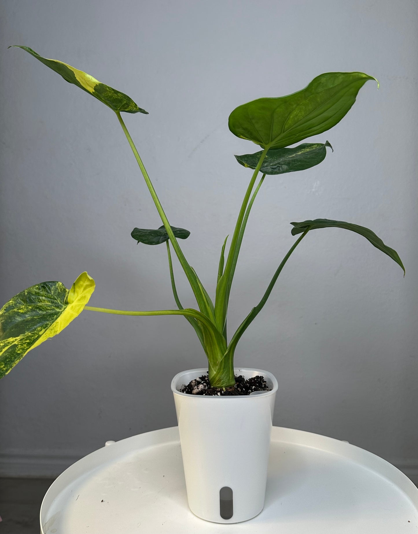 Alocasia cuculata yellow variegated / CORMS