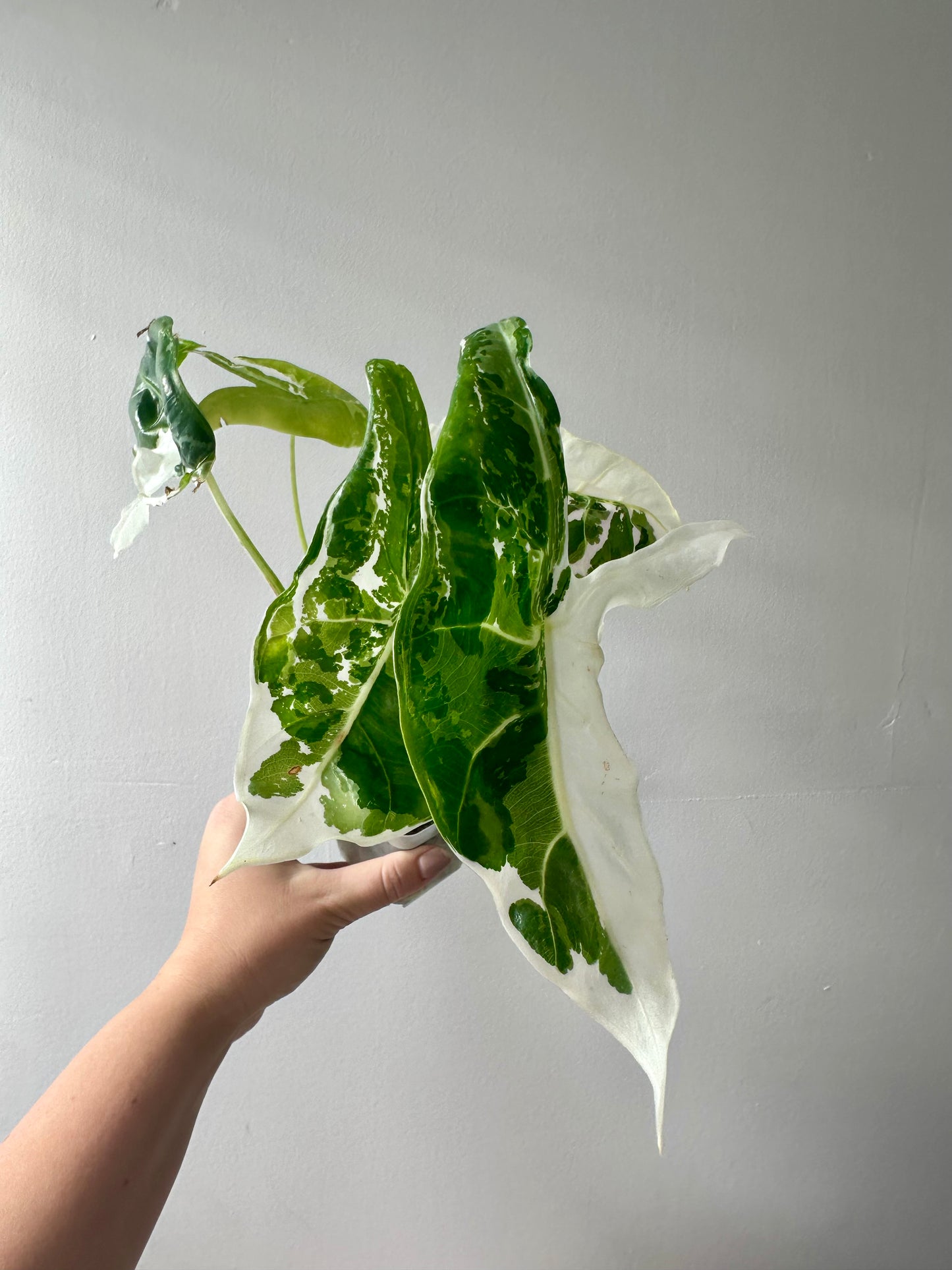 Alocasia longiloba back pink variegated CORM