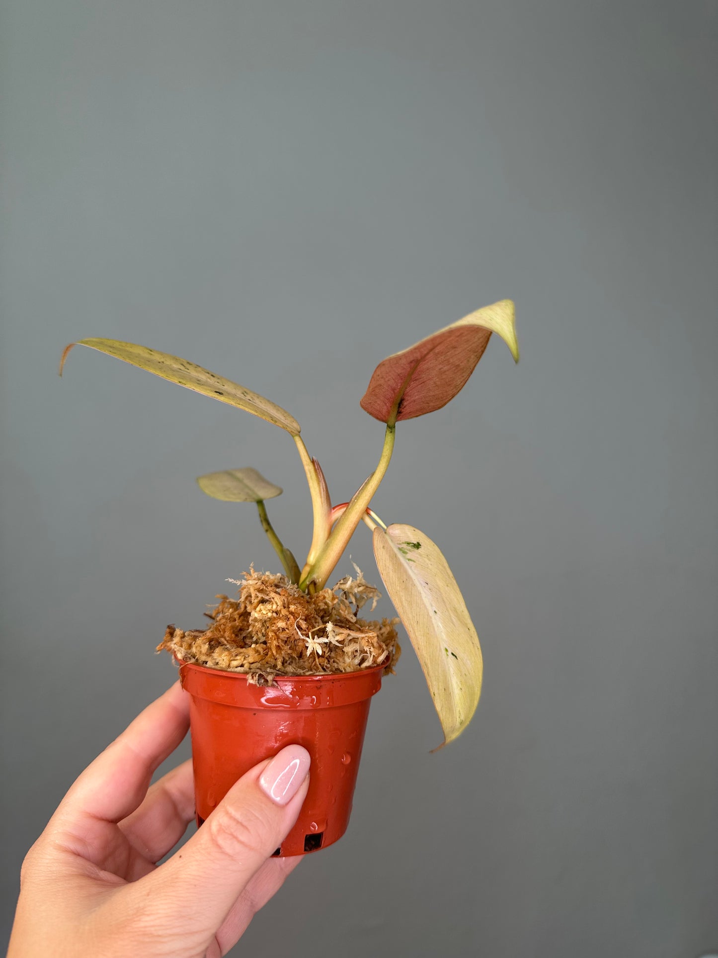 Philodendron ruaysap mint variegated